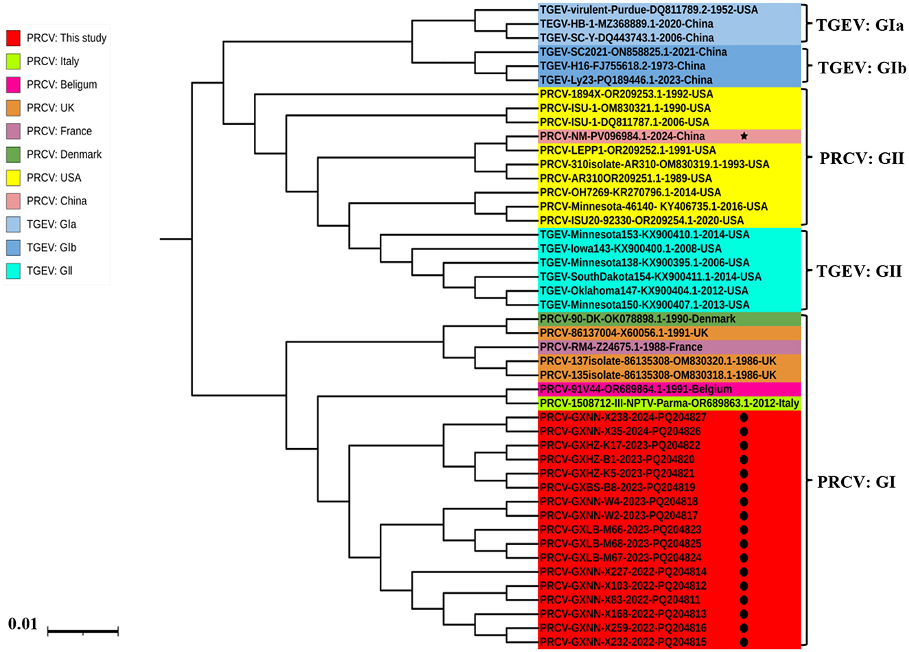 Phylogenetic tree depicting the relationships among different strains of porcine respiratory coronavirus (PRCV) and transmissible gastroenteritis virus (TGEV). Strains are color-coded by country of origin: red for China, green for Italy, orange for UK, etc. Groups are labeled PRCV GI, GII, and TGEV GIa, GIb, GII. A scale bar indicates genetic distance.