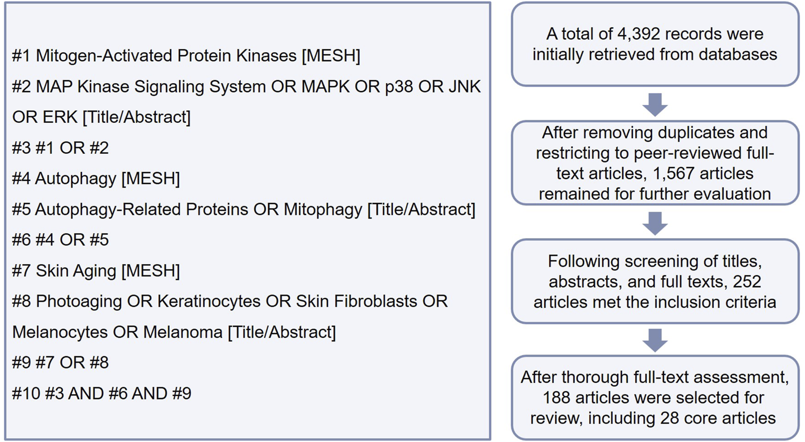 Search strategy and selection process for articles on protein kinases, autophagy, and skin aging. Includes specific search terms and flowchart. 4,392 records initially retrieved, reduced to 188 after screening and evaluation, with 28 core articles selected.