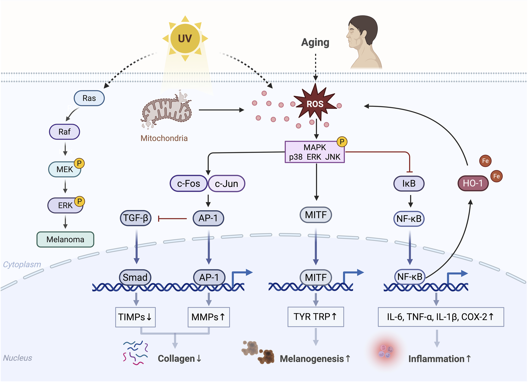 Pathway diagram illustrating the effects of UV exposure and aging on skin cells. UV light activates the Ras-Raf-MEK-ERK pathway, influencing melanoma and collagen degradation. Aging and UV induce reactive oxygen species (ROS), contributing to MAPK pathway activation. This affects TGF-β, AP-1, MITF, and NF-κB transcription factors, resulting in decreased TIMPs, increased MMPs, tyrosinase production, and inflammation markers (IL-6, TNF-α, IL-1β, COX-2). Overall, it leads to reduced collagen, increased melanogenesis, and heightened inflammation.
