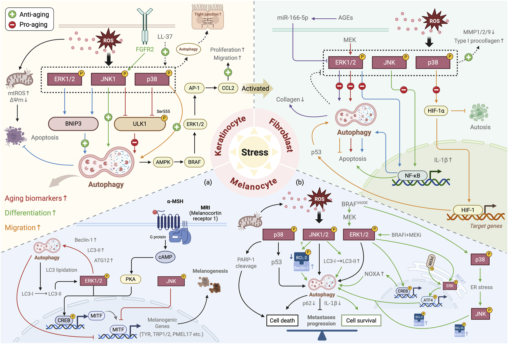 Diagram illustrating cellular stress pathways involving keratinocytes, fibroblasts, and melanocytes. Key components include ERK1/2, JNK, p38, and autophagy pathways influenced by ROS and FGFR2. It highlights anti-aging and pro-aging factors, apoptosis, and migration mechanisms. Elements like mitochondrial stress, autophagy markers, and stress responses are interconnected, showcasing the balance between cell survival and death under stress conditions, with implications for aging and cellular differentiation.
