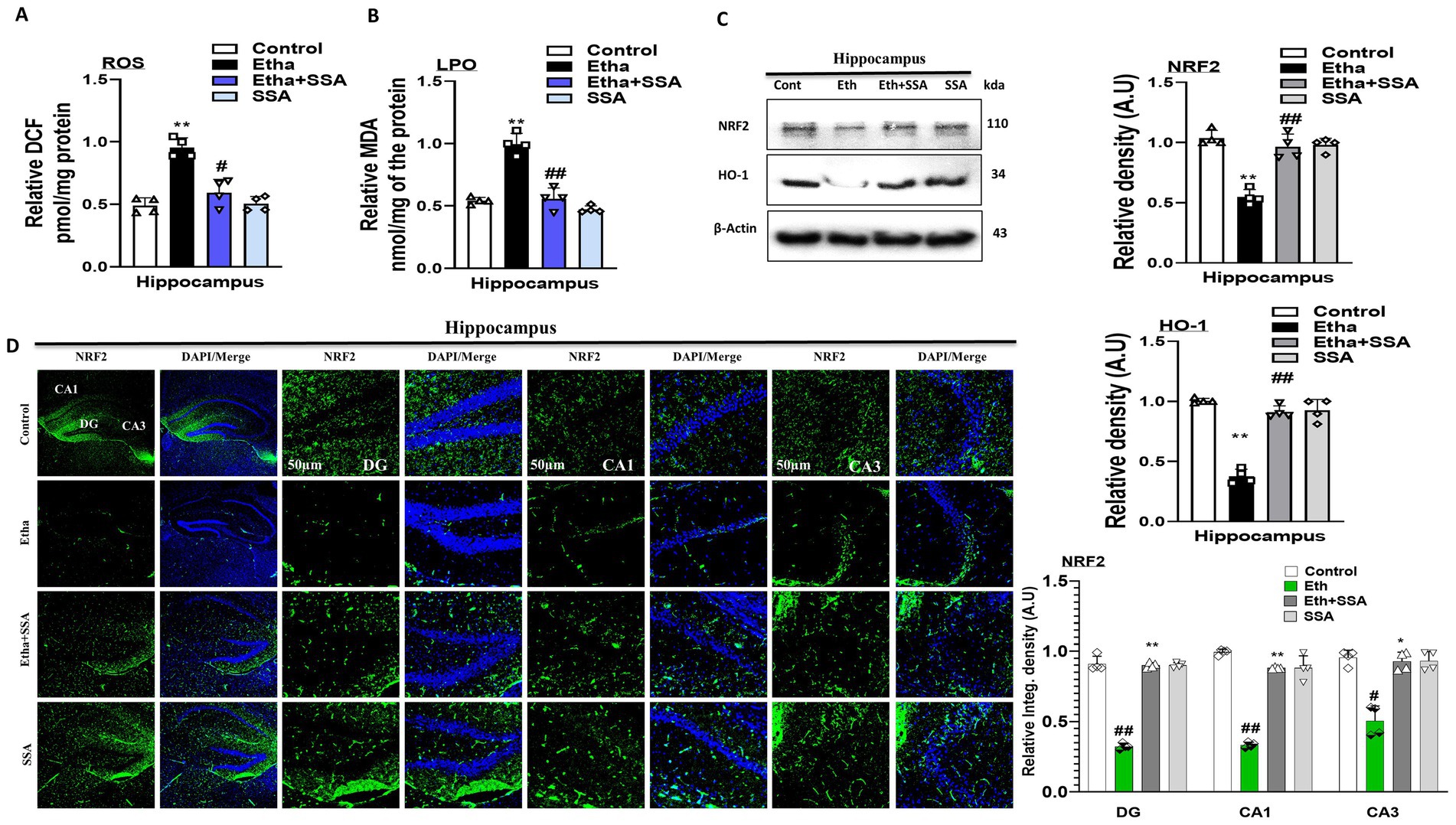 Graphs and images depict the effects of treatments on the hippocampus. Panels A and B show bar graphs of ROS and LPO levels, with significant differences marked by symbols. Panel C displays protein expression bands for NRF2, HO-1, and β-Actin, with adjacent bar graphs showing relative density. Panel D shows fluorescence images of NRF2 expression in different hippocampal regions (CA1, DG, CA3) under various treatments, annotated with scales and controls.