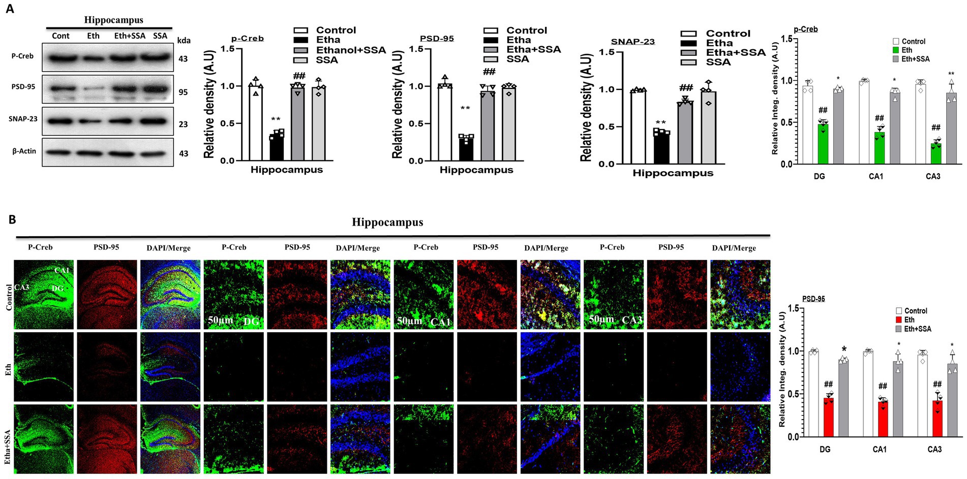 The image consists of two sections labeled A and B. Section A shows Western blot results and histograms illustrating the relative density of proteins P-Creb, PSD-95, and SNAP-23 in different treatment groups: Control, Ethanol, Ethanol plus SSA, and SSA. Section B presents immunofluorescence images of the hippocampus, showing P-Creb and PSD-95 expressions, merged with DAPI staining for different hippocampal regions (DG, CA1, CA3) across the treatments. Corresponding graphs indicate relative integrated density for each protein.