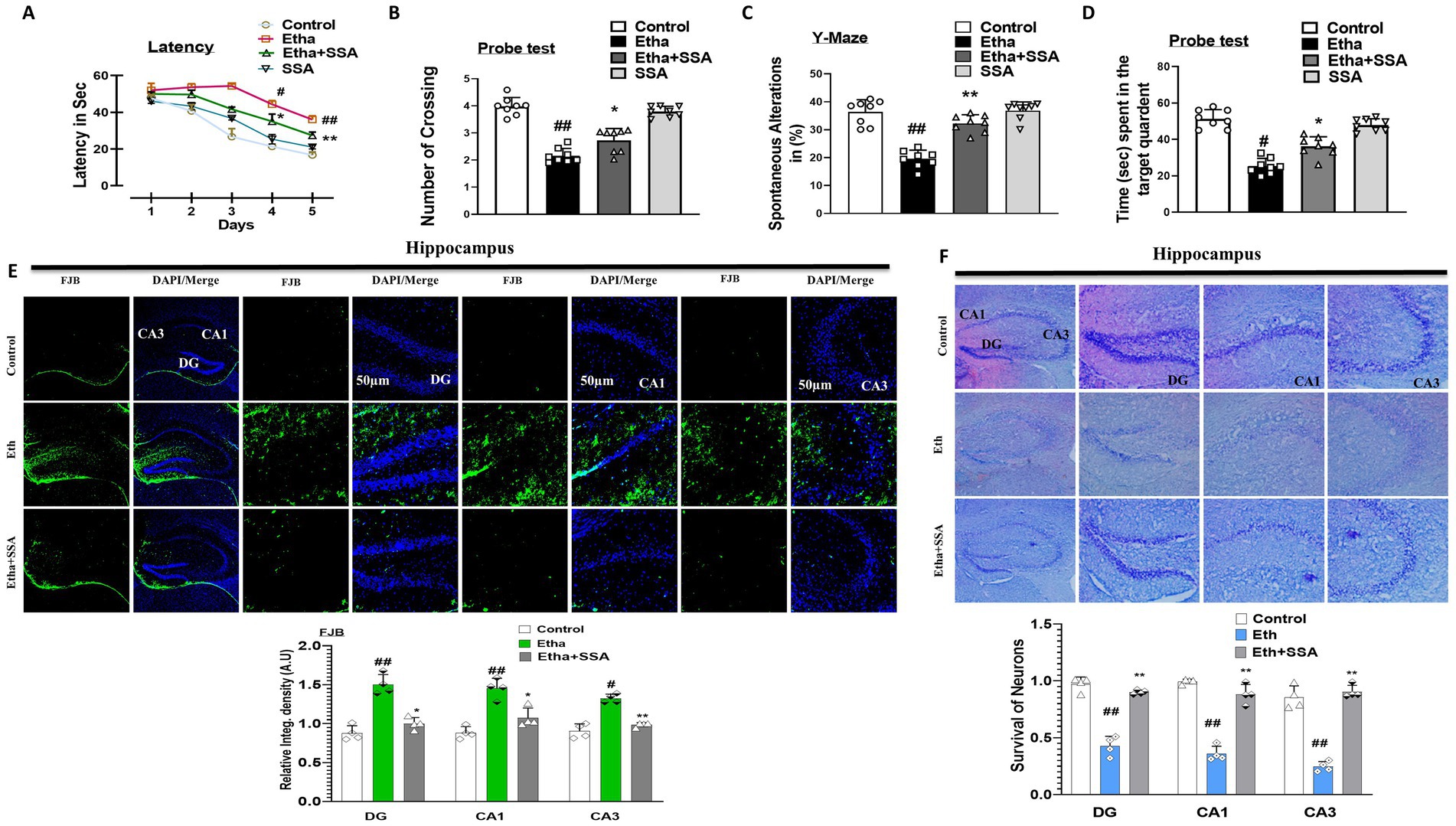Combination of graphs and microscopy images related to hippocampal studies. Graphs (A-D) display latency, crossings, spontaneous alternations, and time in the target quadrant for control, Etha, Etha+SSA, and SSA groups. Microscopy images (E, F) show hippocampal sections with labels (CA1, CA3, DG) across three conditions: Control, Etha, Etha+SSA. Bar graphs below indicate relative integrity density and neuron survival in DG, CA1, and CA3 regions.