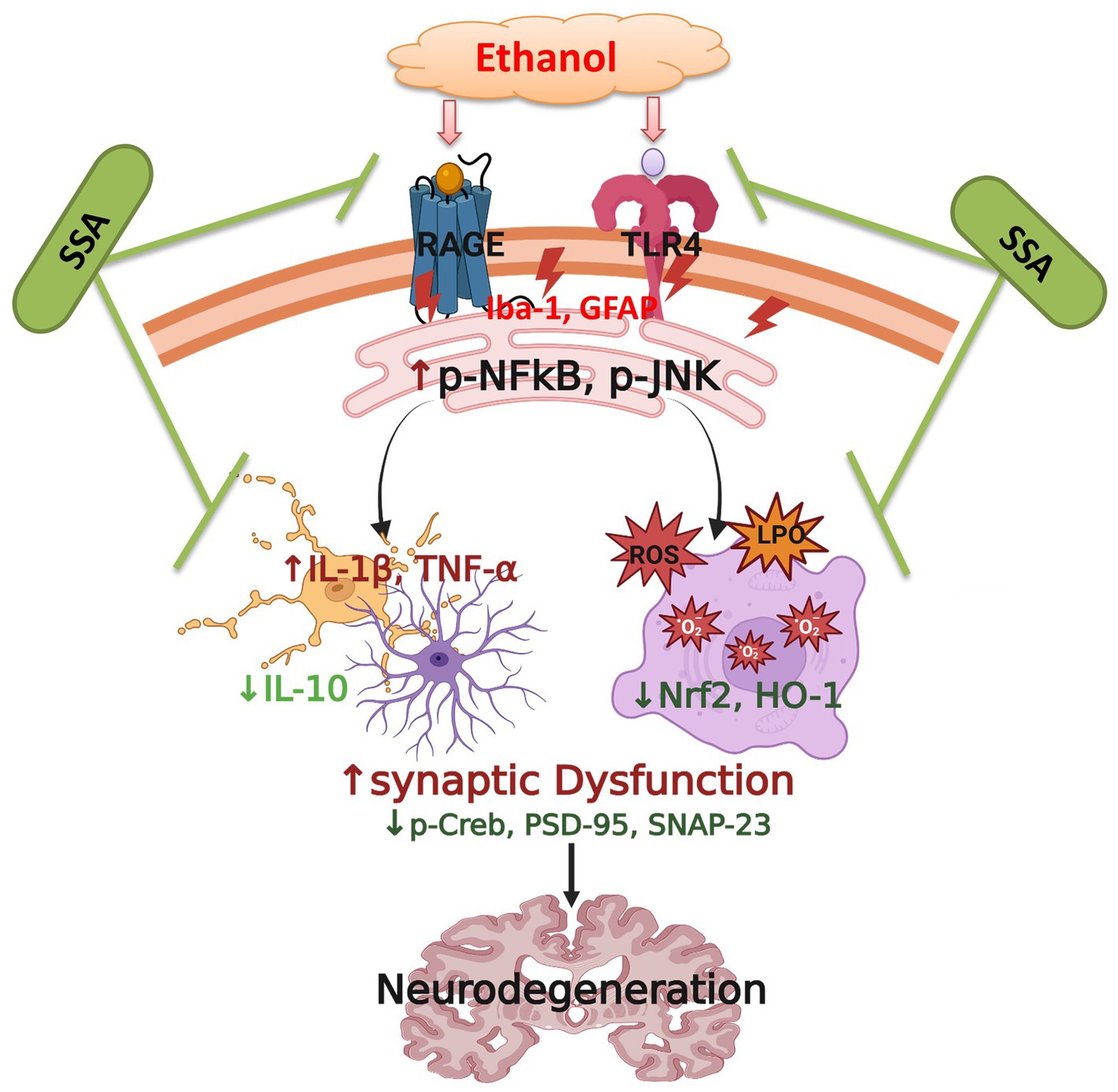 Diagram illustrating ethanol-induced neurodegeneration. Ethanol activates RAGE and TLR4 pathways, increasing inflammatory markers IL-1β and TNF-α, and decreasing IL-10. This leads to synaptic dysfunction and neurodegeneration, indicated by decreased p-Creb, PSD-95, and SNAP-23. Antioxidants Nrf2 and HO-1 are reduced, enhancing oxidative stress (ROS) and lipid peroxidation (LPO). SSA is depicted as having an inhibitory effect on these processes.