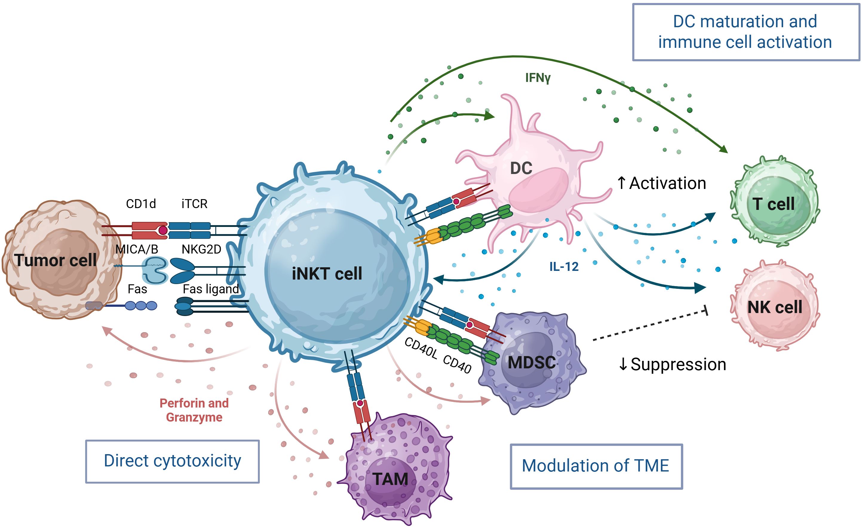 iNKT cells exhibit direct cytotoxicity on tumor cells via CD1d and iTCR interactions and by sensing stress ligands, releasing perforin and granzyme. They activate dendritic cells (DCs), leading to T and NK cell activation through IFNg and IL-12. iNKT cells modulate the tumor microenvironment by interacting with tumor-associated macrophages (TAM) and myeloid-derived suppressor cells (MDSC), resulting in suppression reduction. Arrows indicate interactions and effects, such as activation and suppression.