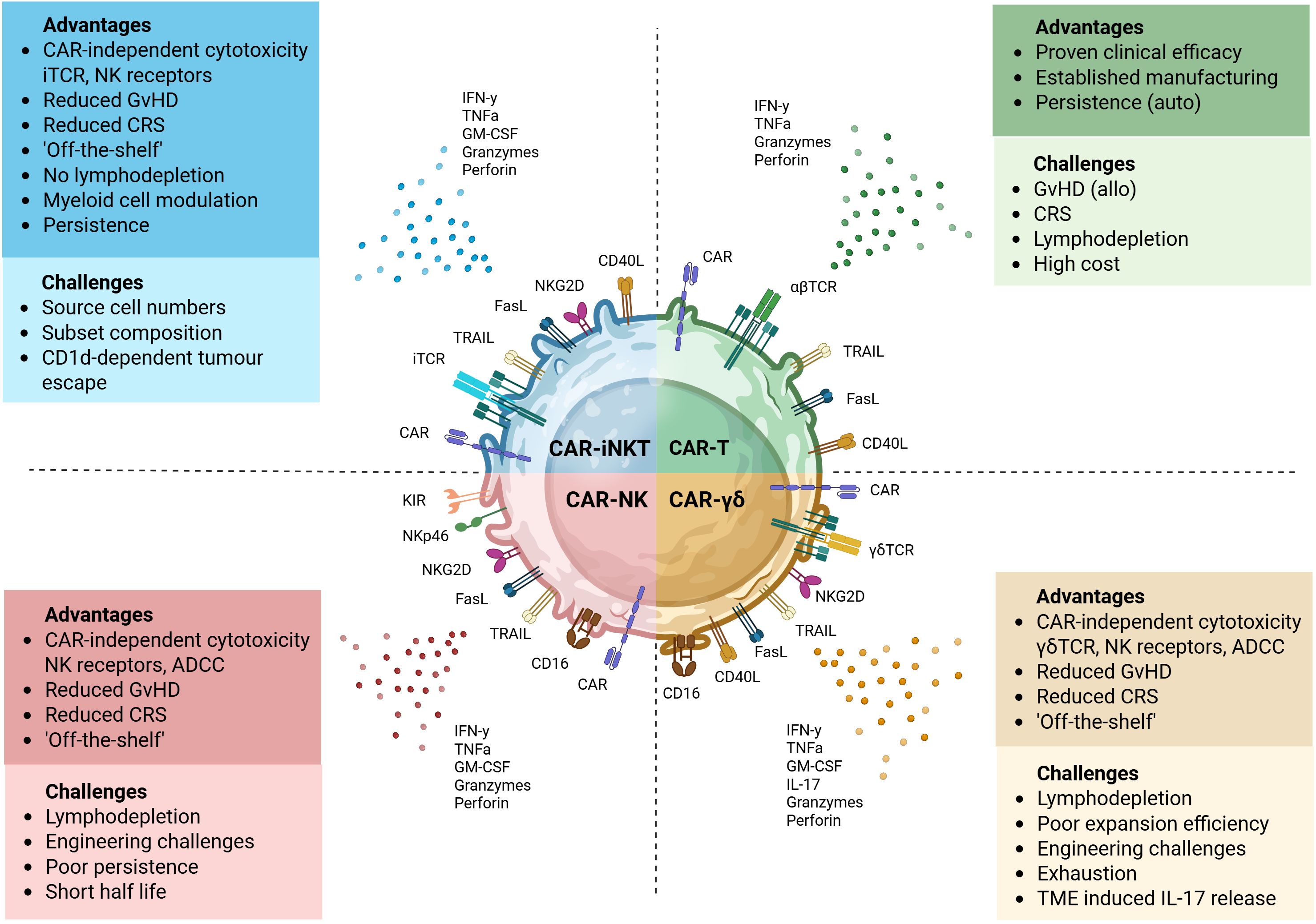 Diagram showing a visual comparison of different chimeric antigen receptor (CAR) immune cell therapies: CAR-iNKT, CAR-NK, CAR-T, and CAR-γδ T cells. A central circular illustration is divided into quadrants, each representing one cell type with its distinct surface receptors and effector molecules. Surrounding each quadrant are concise summaries of the respective advantages and challenges, offering a side-by-side overview of their therapeutic potential and limitations.