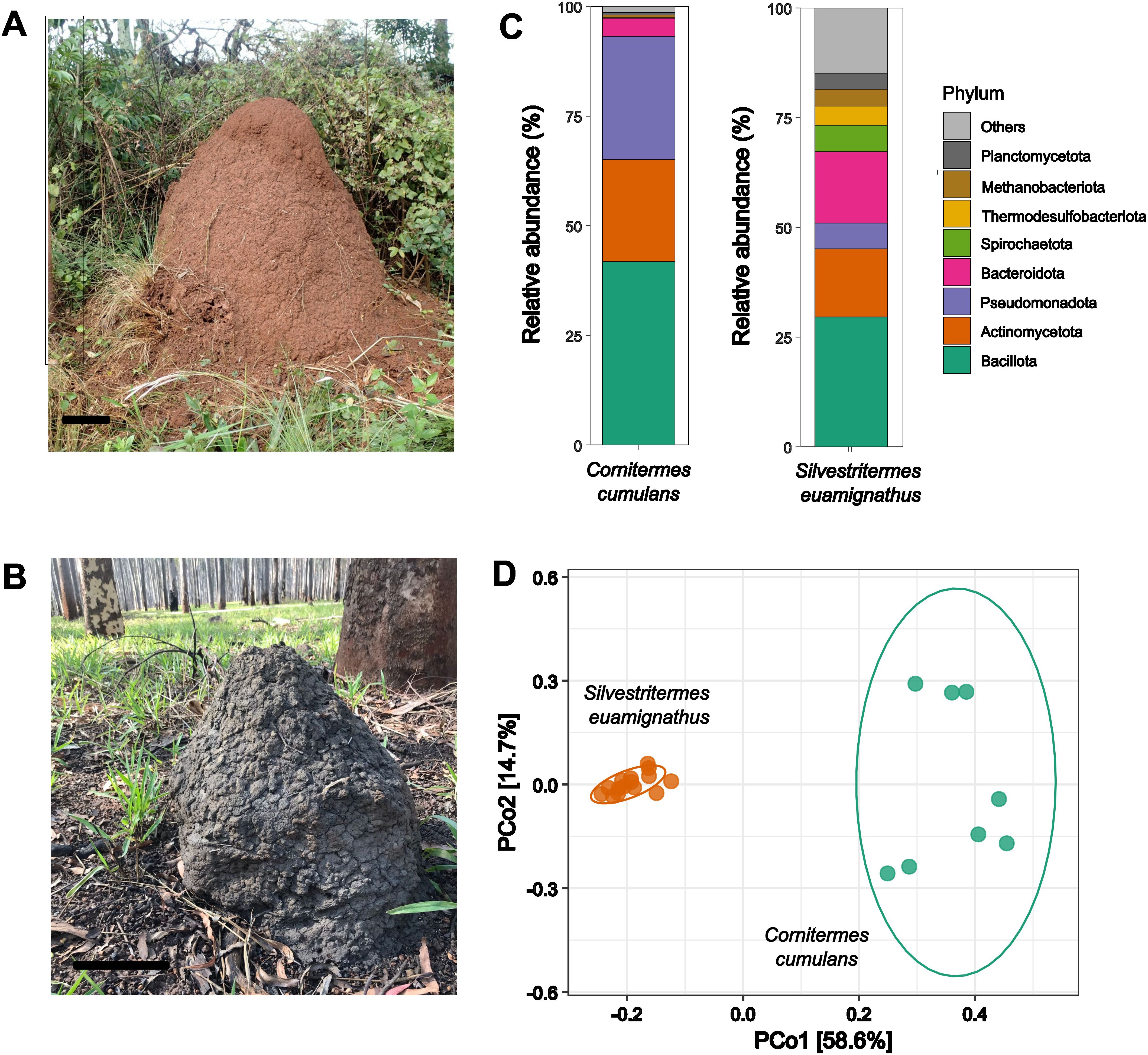 A: A reddish-brown termite mound surrounded by greenery. B: A smaller, dark brown termite mound near tree trunks. C: Bar charts showing relative abundance of bacterial phyla in Cornitermes cumulans and Silvestritermes euamignathus. D: Scatter plot of principal coordinate analysis (PCoA) comparing the two termite species, with distinct clusters and labeled axes.