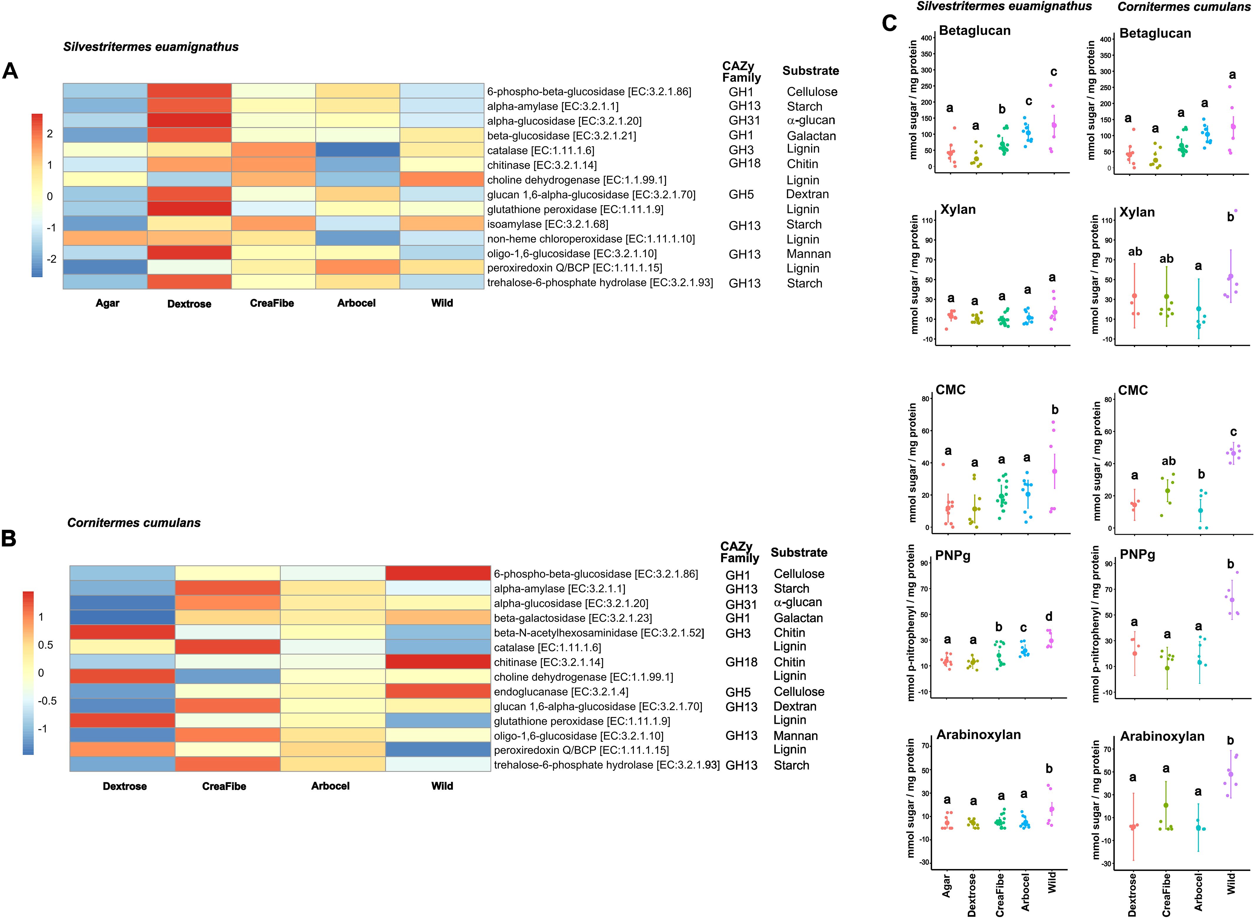 The image shows a composite figure divided into three sections. Part A displays a heatmap for Silvestritermes euamignathus, indicating enzyme activities across different substrates, color-coded from blue to red. Part B shows a similar heatmap for Cornitermes cumulans. Both include enzyme names, CAZy family, and substrate information. Part C includes box plots comparing the activity of various enzymes such as Betaglucan, Xylan, CMC, PNPg, and Arabinoxylan in nmol sugar/mg protein for the two termite species across different substrates like Agar, Dextrose, and others, with statistical annotations indicating significance.