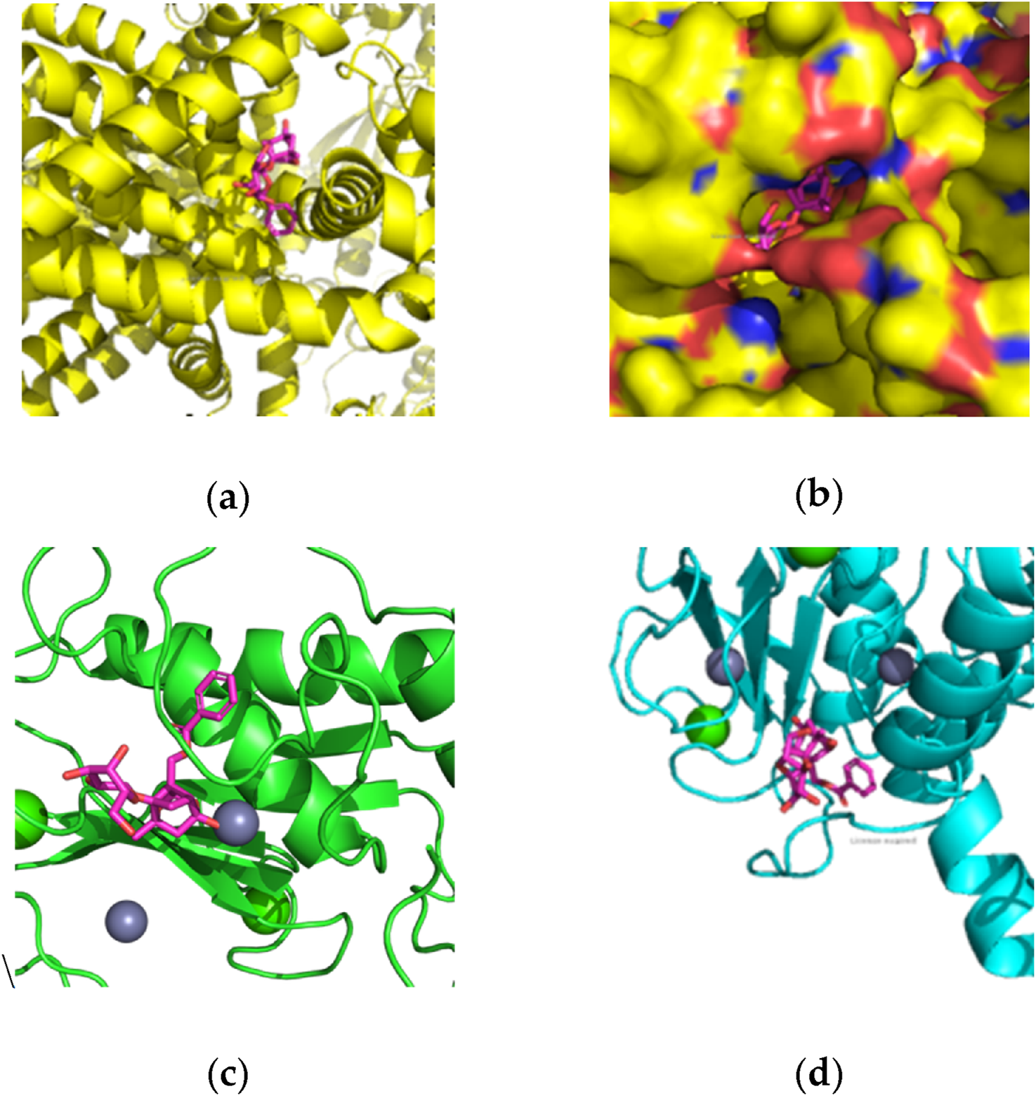 Four panels depict molecular structures:(a) Yellow helical structures with a pink ligand in the center.(b) Detailed surface model showing yellow, red, and blue regions surrounding a pink ligand.(c) Green protein helices with a pink ligand and gray spheres, likely representing metal ions.(d) Cyan protein structures with a pink ligand and gray and green spheres.Each panel highlights the interaction between proteins and ligands in different molecular models.
