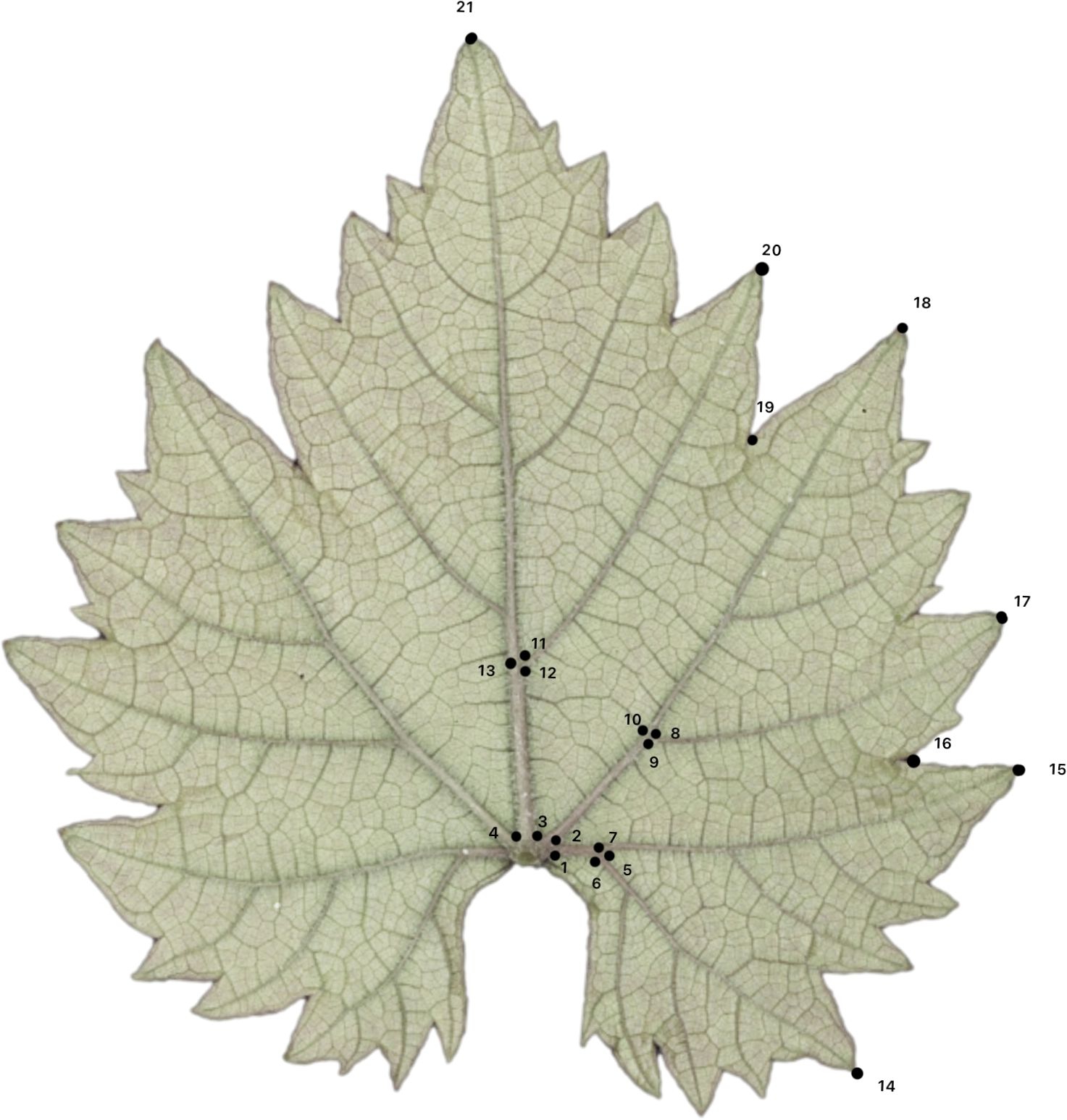 A grapevine leaf showing its veins and structure. The leaf is labeled with numbered black dots highlighting specific points and features, possibly for study or identification purposes. The light green leaf has a palmate shape with serrated edges.