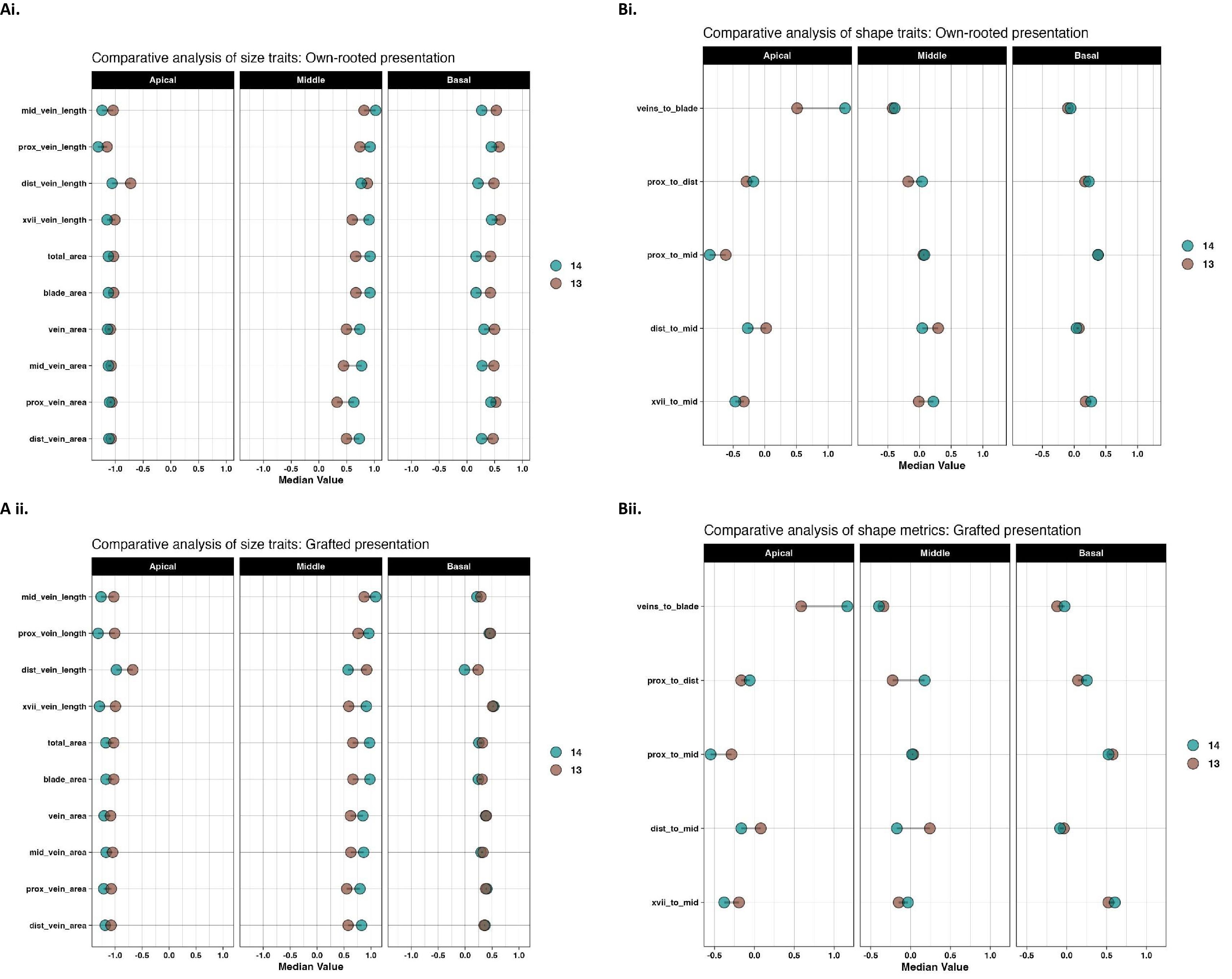 Four dot plots compare plant trait metrics. Ai and Aii analyze size traits for own-rooted and grafted presentations, respectively. Bi and Bii display shape traits, also for own-rooted and grafted varieties. Each plot is divided into Apical, Middle, and Basal sections along the x-axis, showing median values ranging from negative to positive. Data points are marked by two colors representing different sample groups, numbered fourteen and thirteen.