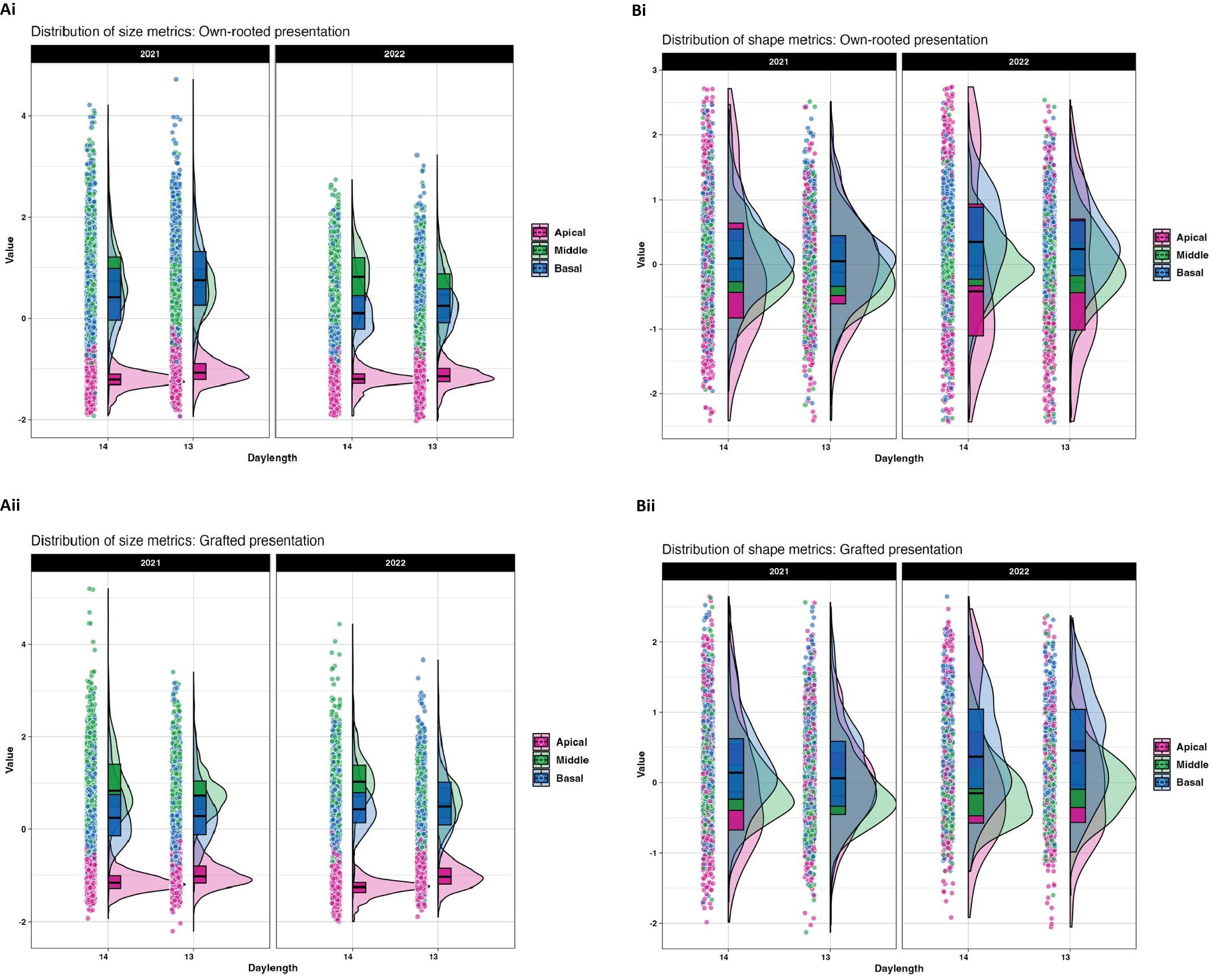 Violin plots showing the distribution of size and shape metrics for own-rooted and grafted presentations across 2021 and 2022. Plots Ai and Bi show the own-rooted metrics, while Aii and Bii display grafted metrics. Colors represent apical, middle, and basal categories. X-axis shows daylength, and y-axis indicates the value. Box plots within the violins highlight distribution patterns.