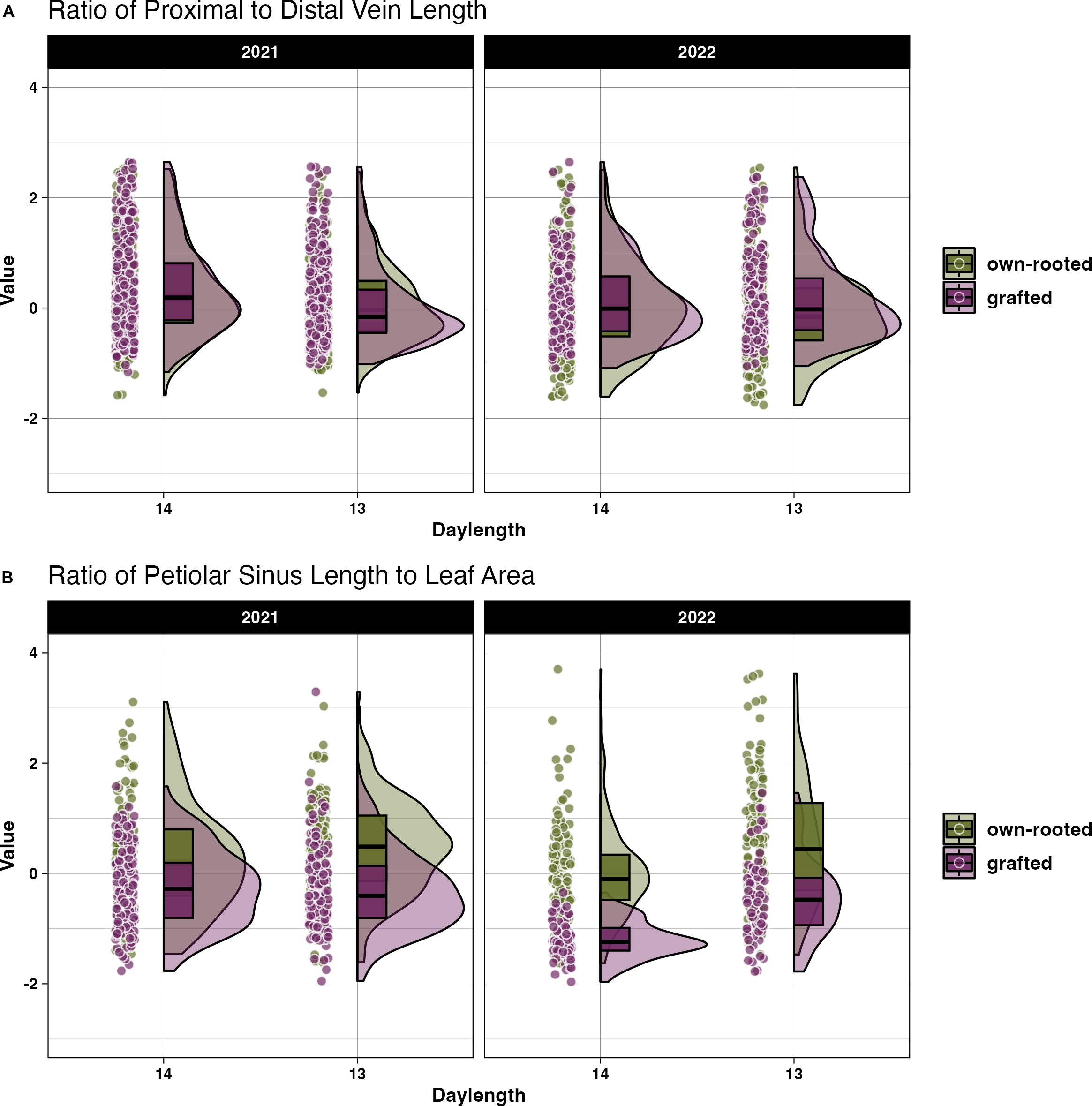 Violin plots compare grapevine attributes for own-rooted and grafted plants across 2021 and 2022. Graph (A) shows the ratio of the proximal to distal vein length, and graph (B) depicts the ratio of petiolar sinus length to leaf area, both against day length.. Each plot includes data distribution with overlapping boxplots for two day lengths, labeled as 14 and 13. The legend identifies own-rooted (green) and grafted (purple) plants.