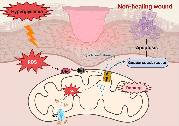 Illustration of a non-healing wound mechanism. Hyperglycemia leads to reactive oxygen species (ROS) production, impacting mitochondrial function. Bax and Bcl2 involvement alters mitochondrial permeability transition pores (mPTP), releasing cytochrome C and triggering a caspase cascade reaction. This initiates apoptosis, contributing to wound non-healing. Elevated calcium ions (Ca²⁺) further damage mitochondria.