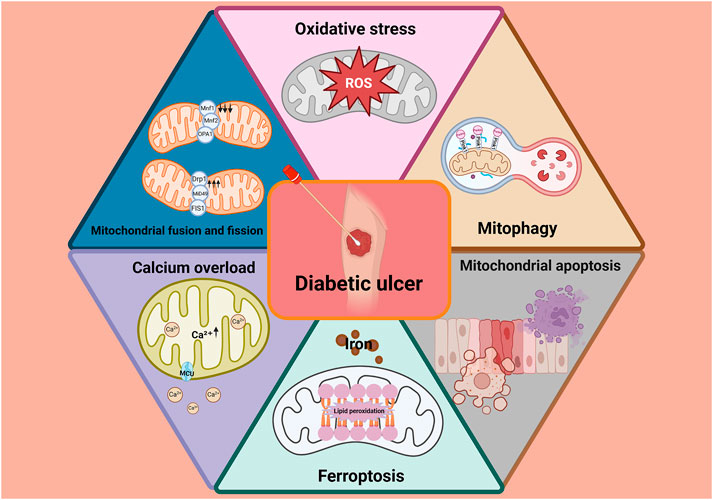 Diagram illustrating factors contributing to diabetic ulcers centered around an image of an ulcer. Surrounding factors include oxidative stress, mitophagy, mitochondrial apoptosis, ferroptosis, calcium overload, and mitochondrial fusion and fission, each depicted with associated imagery and terms.