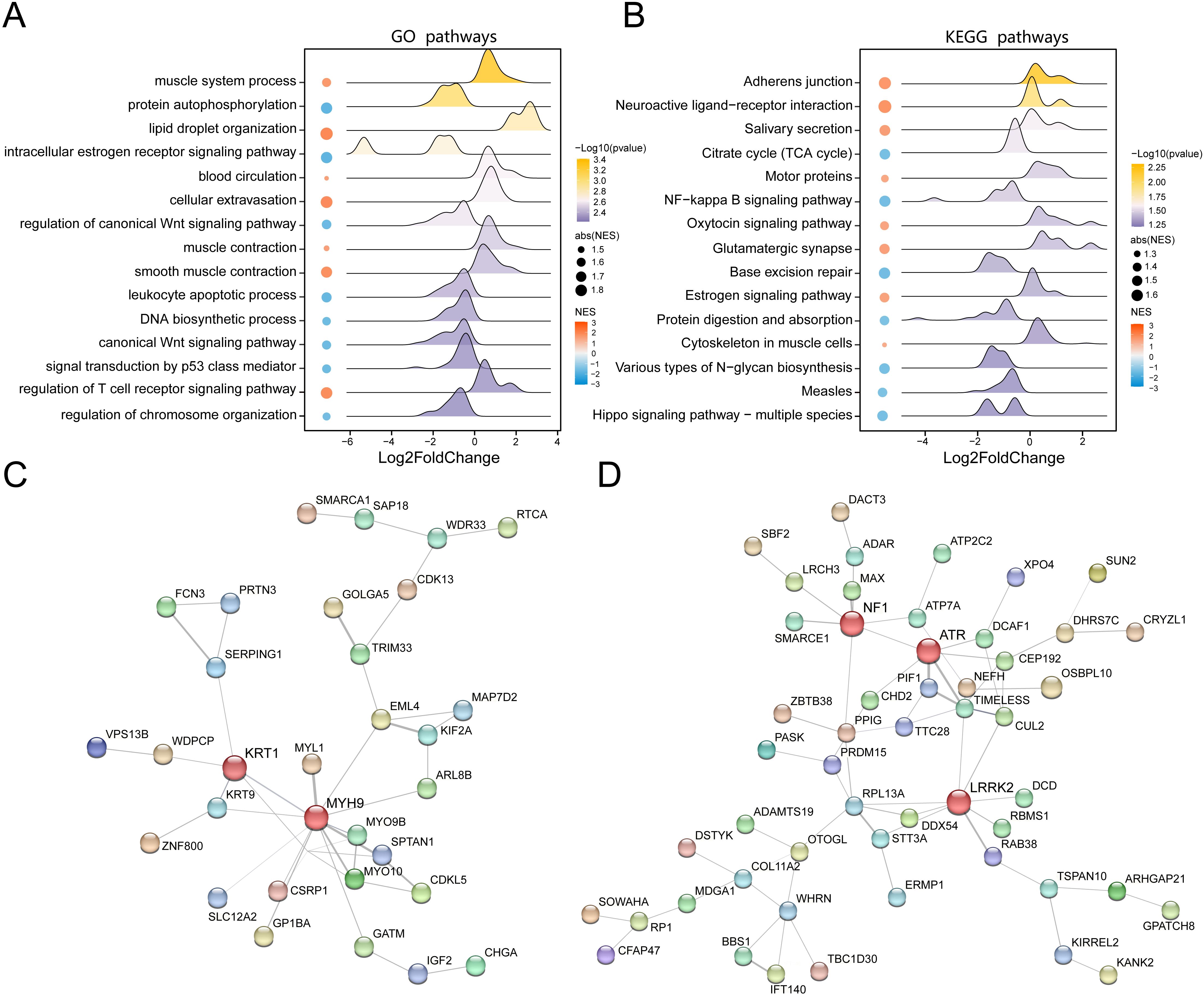 Panel A shows a density plot of GO pathways with Log2FoldChange values ranging from -6 to 4, highlighting processes like muscle contraction. Panel B displays a similar plot for KEGG pathways with a range of -4 to 2, emphasizing pathways like adherens junction. Panels C and D present network diagrams illustrating gene interactions. Nodes are color-coded and connected by lines indicating relationships, with central genes highlighted.