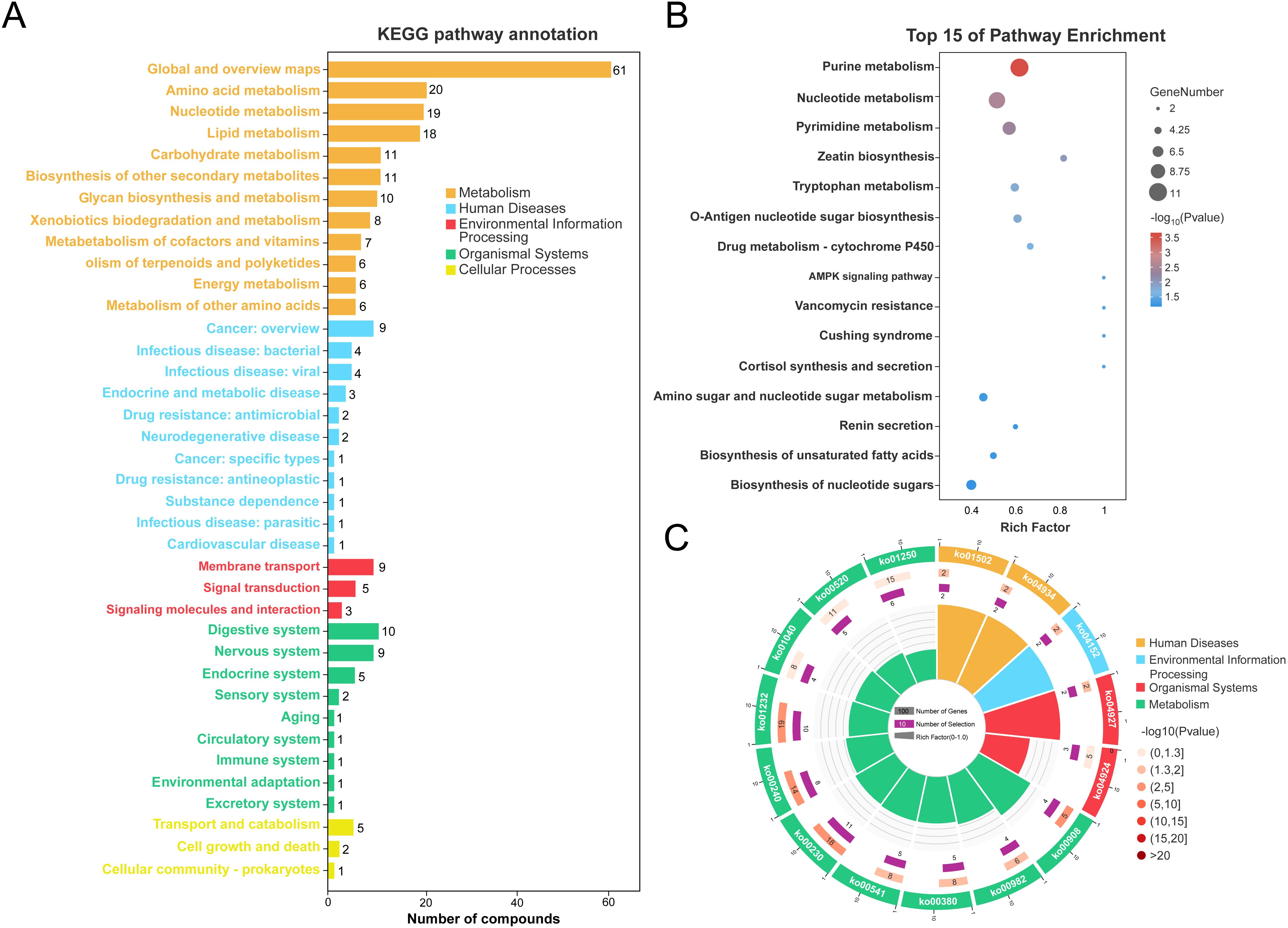 Diagram consisting of three panels: A shows a bar chart of KEGG pathway annotations divided into categories like metabolism, human diseases, and cellular processes. B is a dot plot showing the top 15 pathway enrichments with varying dot sizes and colors based on gene number and significance. C displays a circular diagram indicating the number of genes, selection count, and rich factors across various pathways, with color coding for different categories.