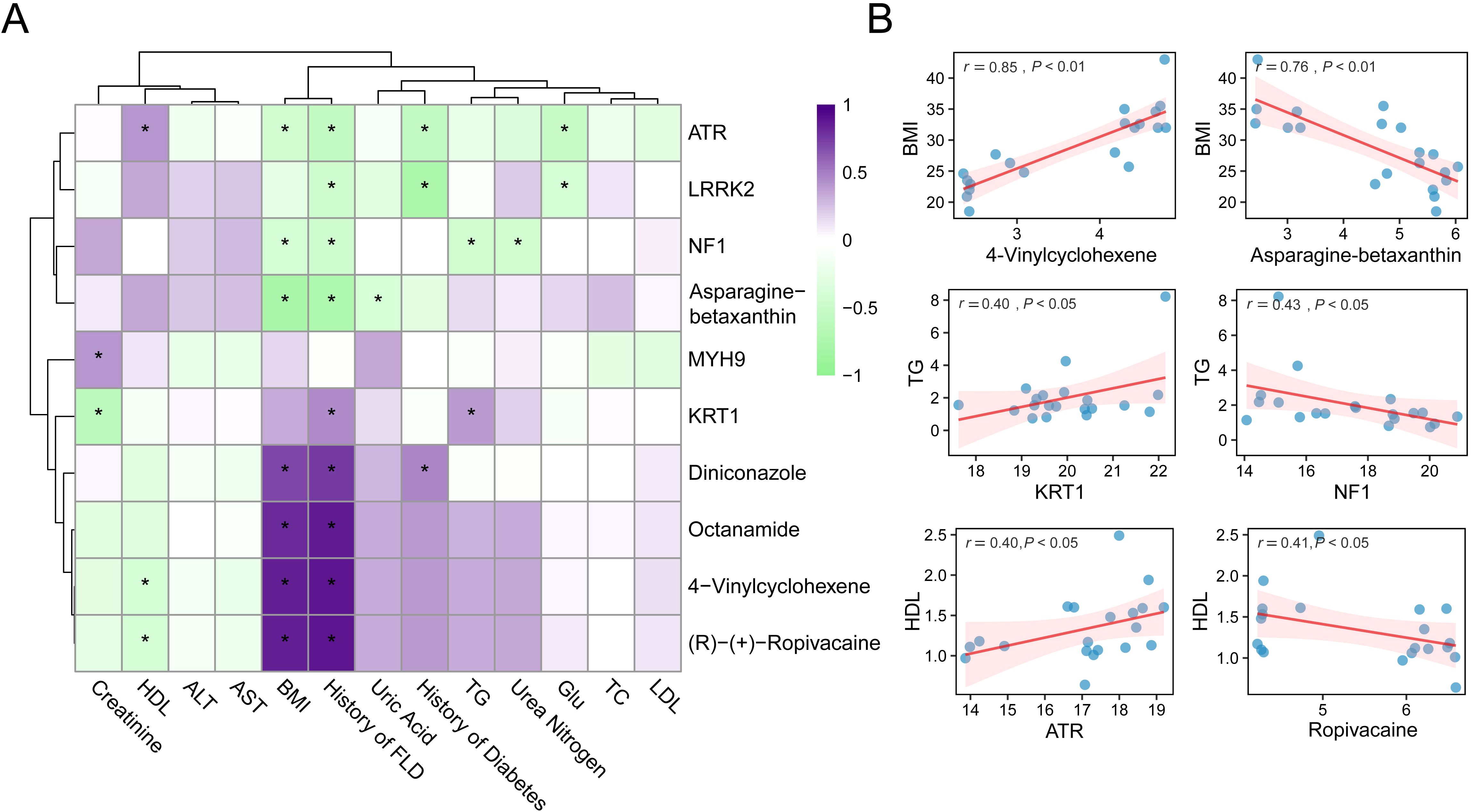 Heatmap and scatter plots showing relationships between various metabolic markers and compounds. Panel A displays a clustered heatmap with color gradients from purple to green, indicating correlation strengths among biomarkers like BMI, HDL, and various genes and compounds such as ATR and NF1. Asterisks denote significant correlations. Panel B contains six scatter plots with linear regression lines, depicting correlations between BMI, triglycerides, HDL, and compounds like 4-vinylcyclohexene and asparagine-betaxanthin, with correlation coefficients and P-values indicated.