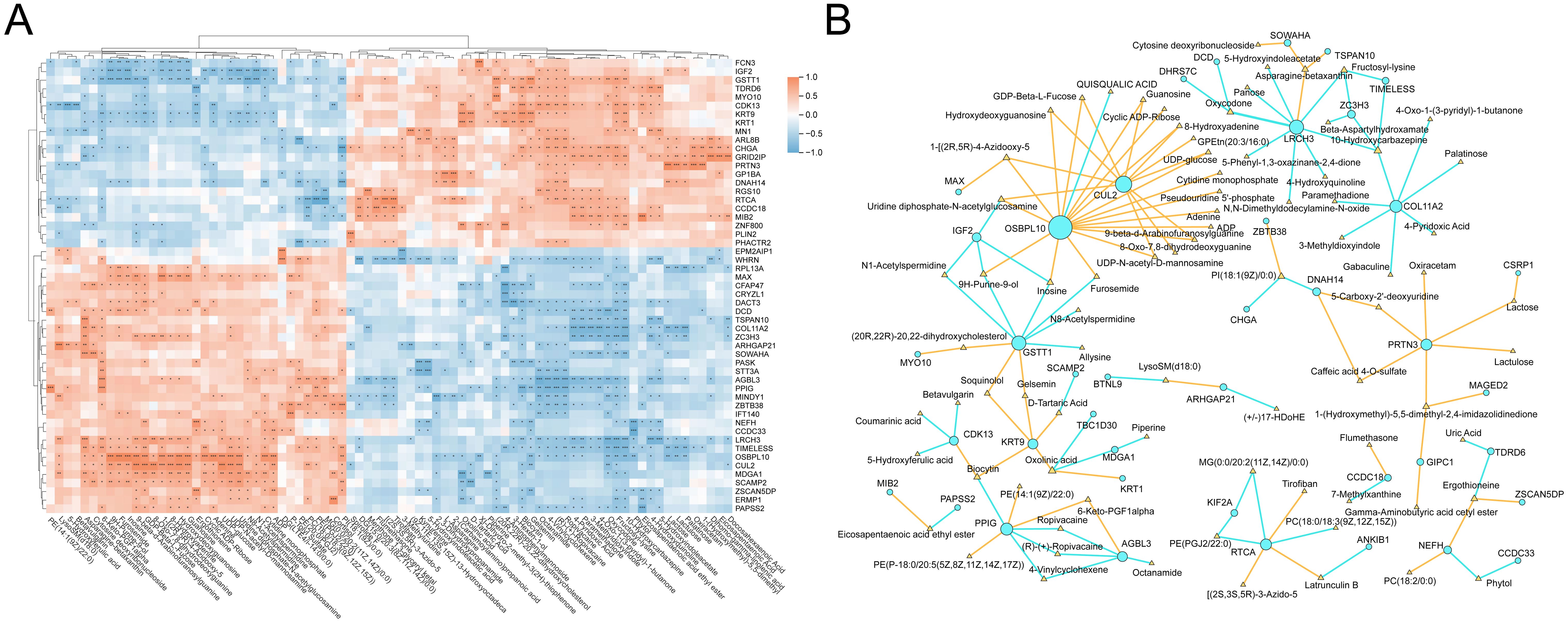 Panel A shows a heatmap with hierarchical clustering of gene expression data, displaying patterns in red and blue. Panel B is a network diagram illustrating interactions among molecules and genes with nodes and connecting lines, highlighting relationships.