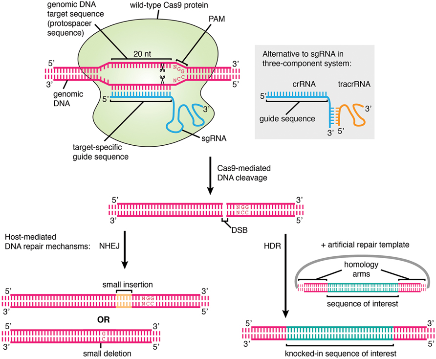 Frontiers A New Age In Functional Genomics Using Crispr Cas9 In Arrayed Library Screening Genetics