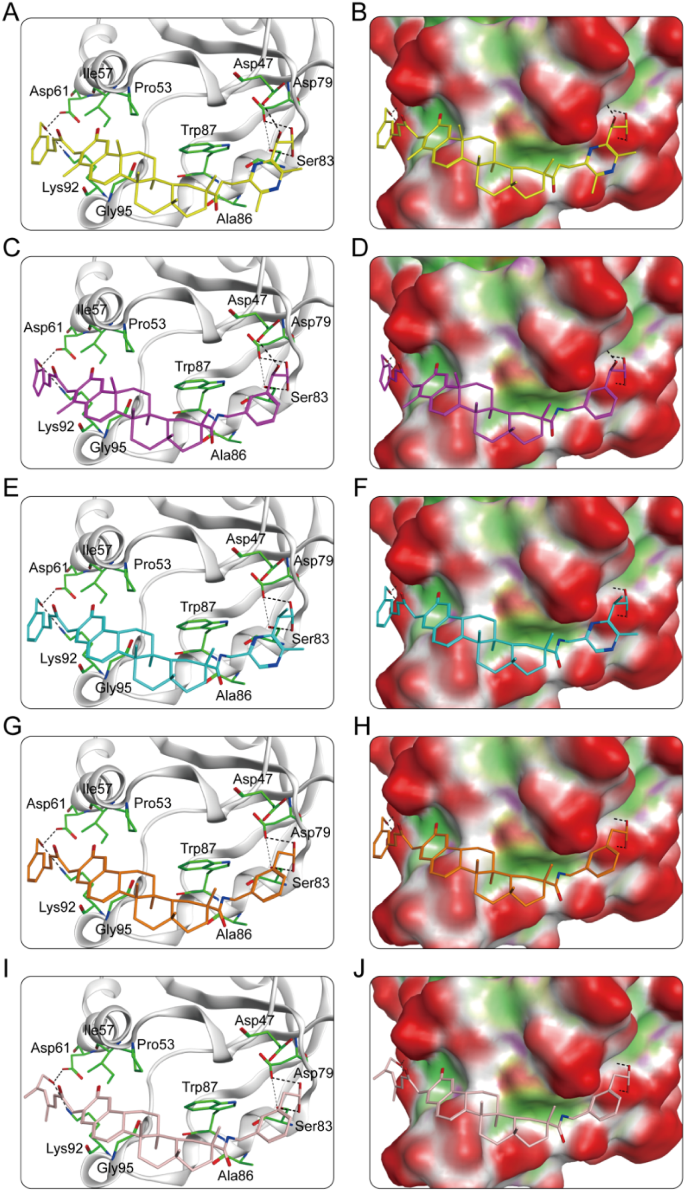 Molecular interactions are shown in this series of diagrams and surface models. Figures A, C, E, G, and I display color-coded molecular structures with specific amino acids identified, such as Asp47, Trp87, and Gly95. Figures B, D, F, H, and J present corresponding surface models highlighting these interactions in red, green, and gray, illustrating how the molecules fit within the binding sites. Each pair of images (A-B, C-D, E-F, G-H, I-J) compares the structural diagrams to their respective surface models to demonstrate binding affinities and chemical interactions.