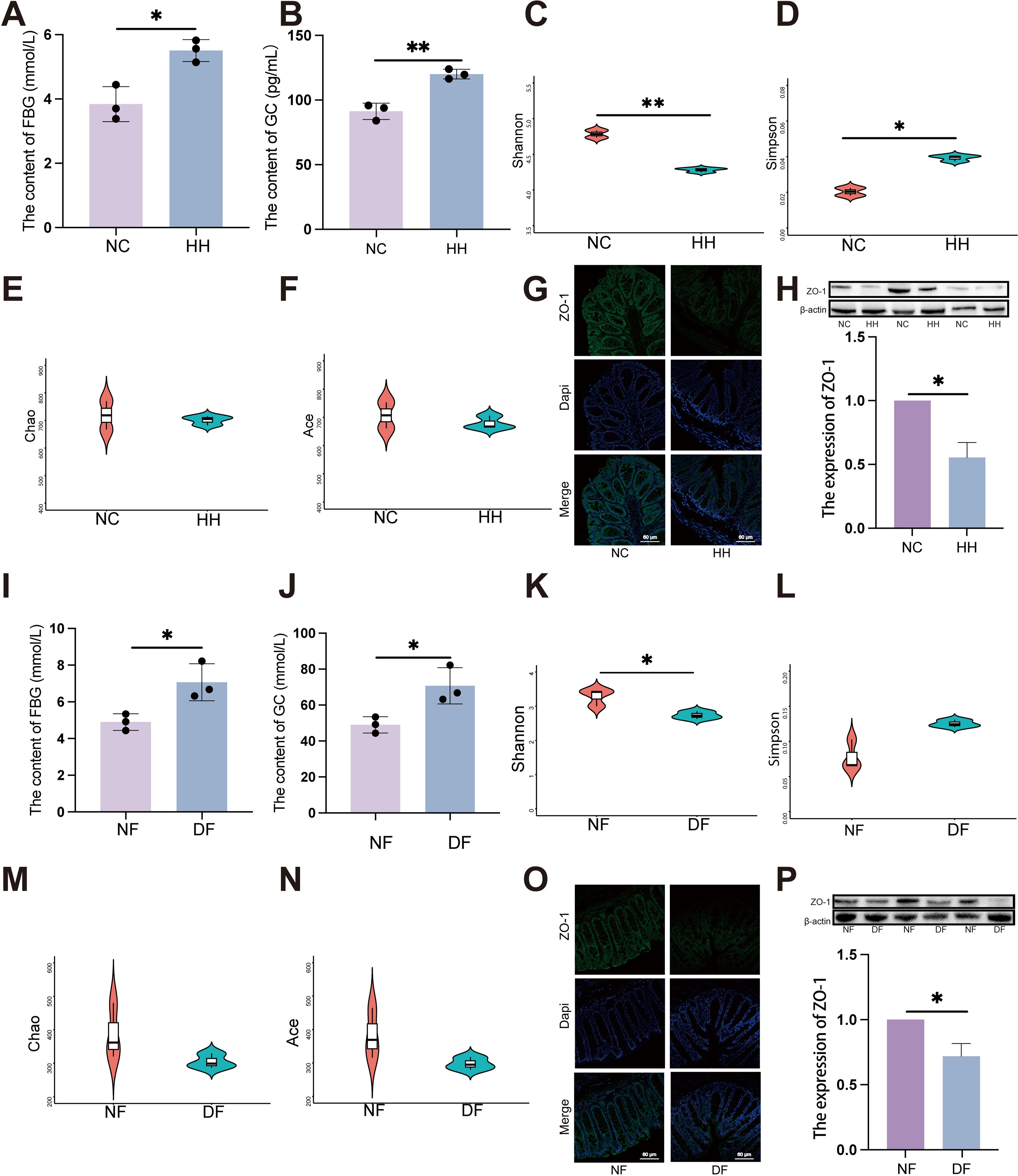 Charts and images compare NC (normal control) to HH (high-fat diet) and NF (normal fiber) to DF (dietary fiber) groups. Bar charts (A, B, I, J) show increased FBG and GC levels in HH and DF groups. Violin plots (C-F, K-N) illustrate diversity indices (Shannon, Simpson, Chao, Ace). Fluorescent images (G, O) display ZO-1 and DAPI staining. Western blots (H, P) and related charts show decreased ZO-1 expression in HH and DF groups. Significant differences are marked with asterisks.