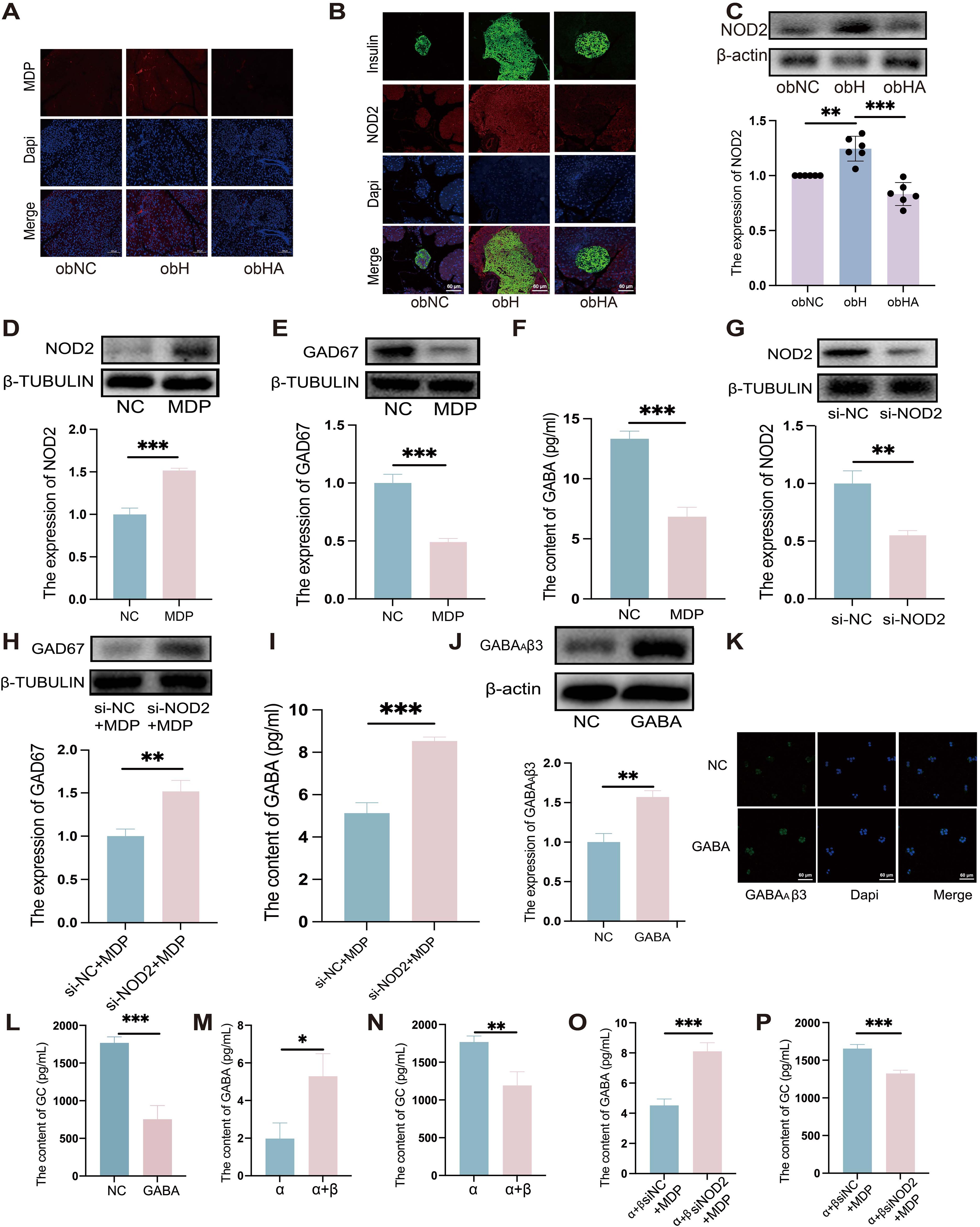 Scientific figure with multiple panels showing a series of experiments related to NOD2, GAD67, GABA, and insulin expression. Panels A and B display immunofluorescence images with labels for MDP, NOD2, insulin, and DAPI staining. Panels C to J include Western blot images and corresponding bar graphs measuring the expression levels of NOD2, GAD67, and GABAβ3 under various conditions. Panel K features immunofluorescence images of GABAβ3 and DAPI with different conditions. Panels L to P show bar graphs indicating the concentrations of CG and GABA under different experimental treatments. Statistical significance is noted with asterisks.