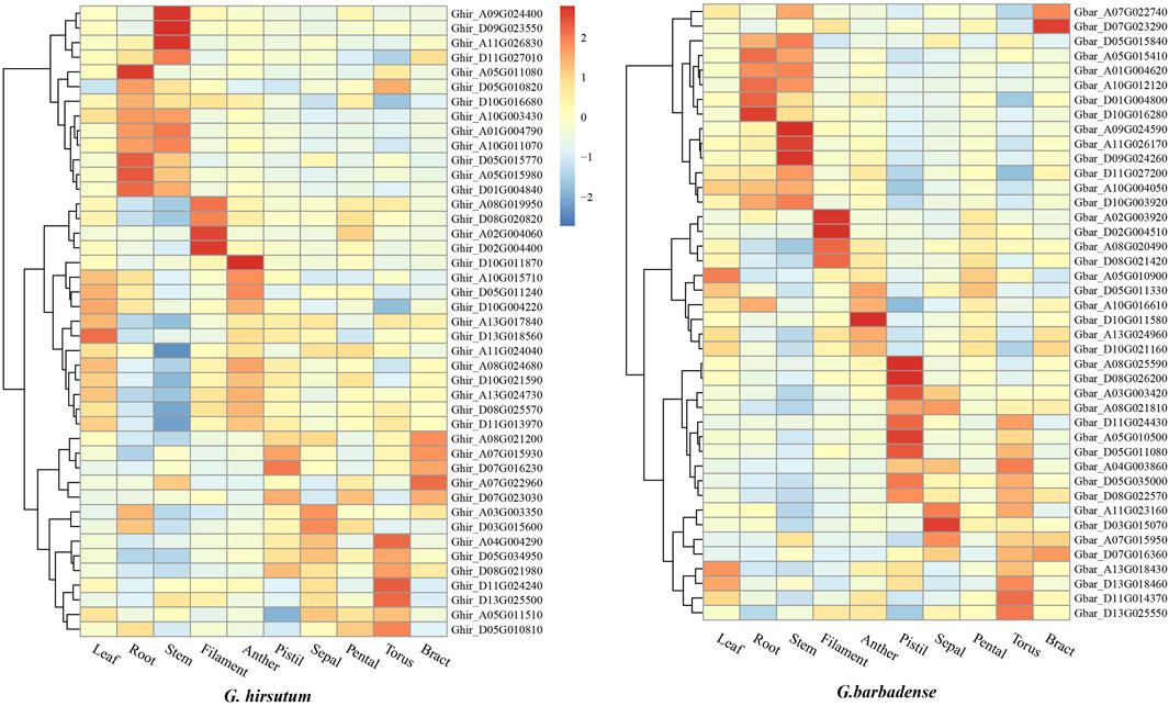 Heatmap comparing gene expression profiles in different tissues between Gossypium hirsutum (left) and Gossypium barbadense (right). Rows represent gene identifiers, and columns represent various tissues such as leaf, root, and stem. Color gradient indicates expression levels, from blue (low) to red (high). Hierarchical clustering is shown on both axes.
