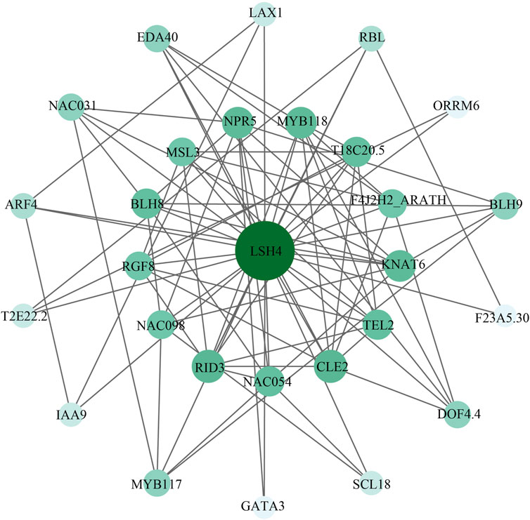 Network diagram showing interactions between various nodes labeled with gene codes. The central node, LSH4, is larger and connected to multiple surrounding nodes such as NAC031, NPR5, and MYB118 by lines representing interactions.