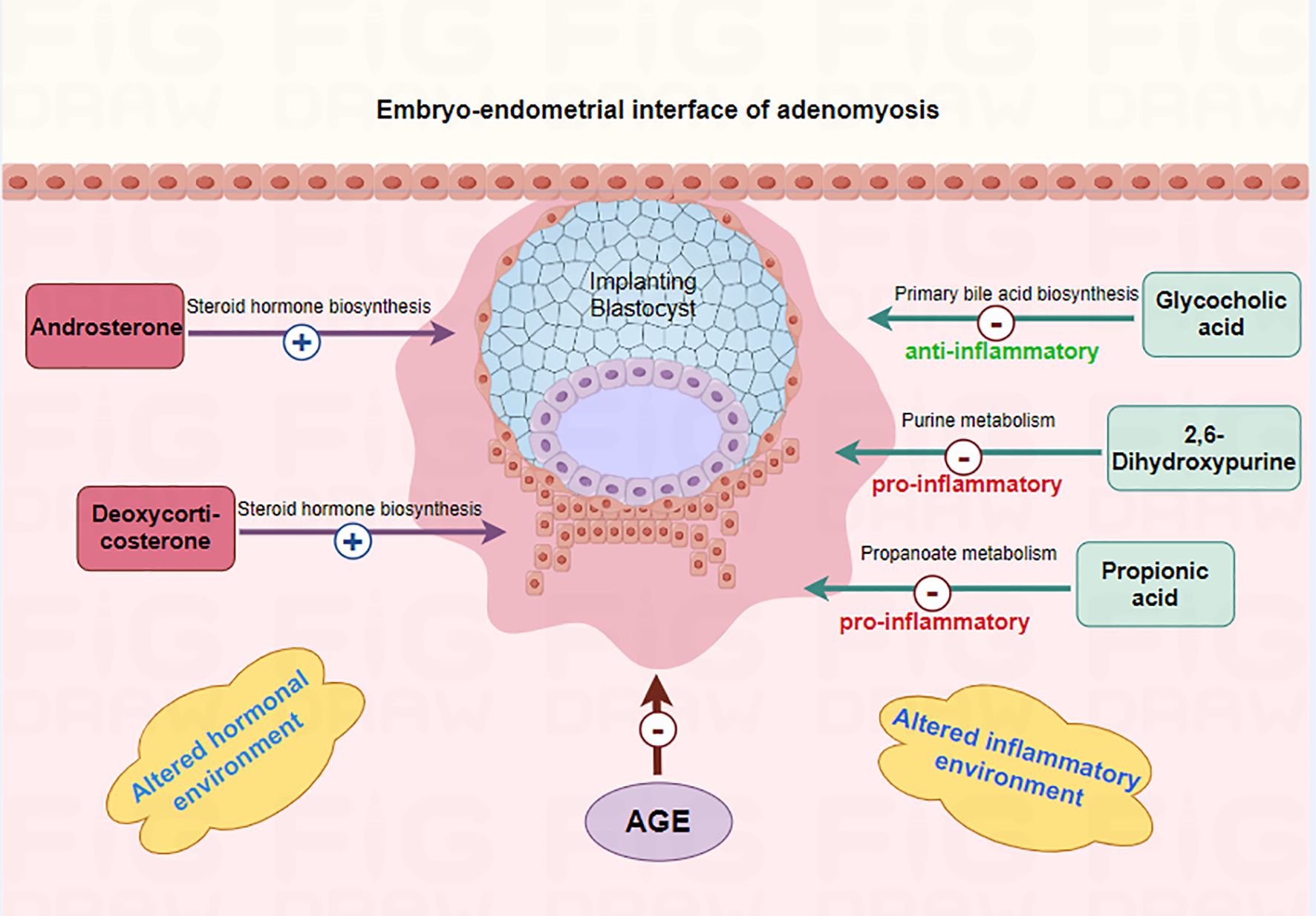 Diagram illustrating the embryo-endometrial interface of adenomyosis. It shows an implanting blastocyst surrounded by endometrial cells. Androsterone and Deoxycorticosterone contribute to steroid hormone biosynthesis. Glycocholic acid exhibits anti-inflammatory properties, while 2,6-Dihydroxypurine and Propionic acid are pro-inflammatory. The diagram includes altered hormonal and inflammatory environments depicted with colorful shapes, and an indication of AGE involvement.