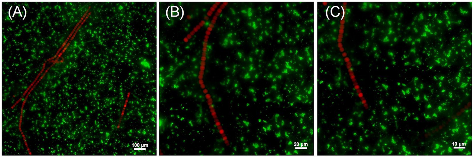 Fluorescence microscopy images showing green fluorescent particles (Ralstonia signal) with red, elongated structures (cyanobacterial filament signal) labeled as (A), (B), and (C) from left to right. Scale bars indicate 100 micrometers, 20 micrometers, and 10 micrometers, respectively.