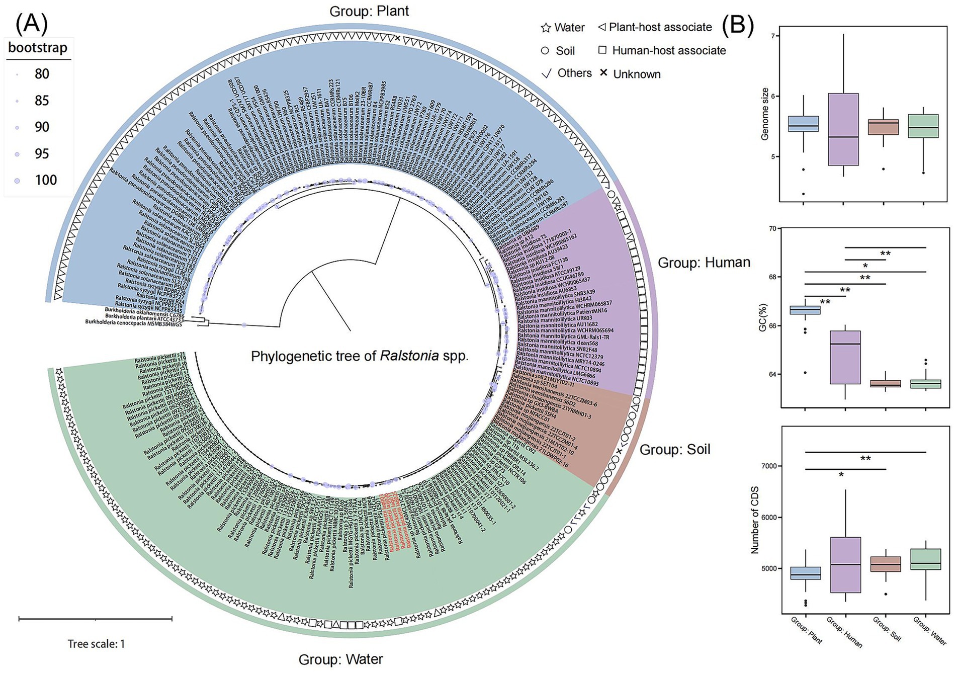Phylogenetic tree of Ralstonia species shows bacterial groups from plant, water, soil, and human hosts. Bootstrap values illustrate reliability. Symbols indicate host associations. Three box plots compare genome size, GC content, and number of coding sequences (CDS) across different groups, showing significant differences.