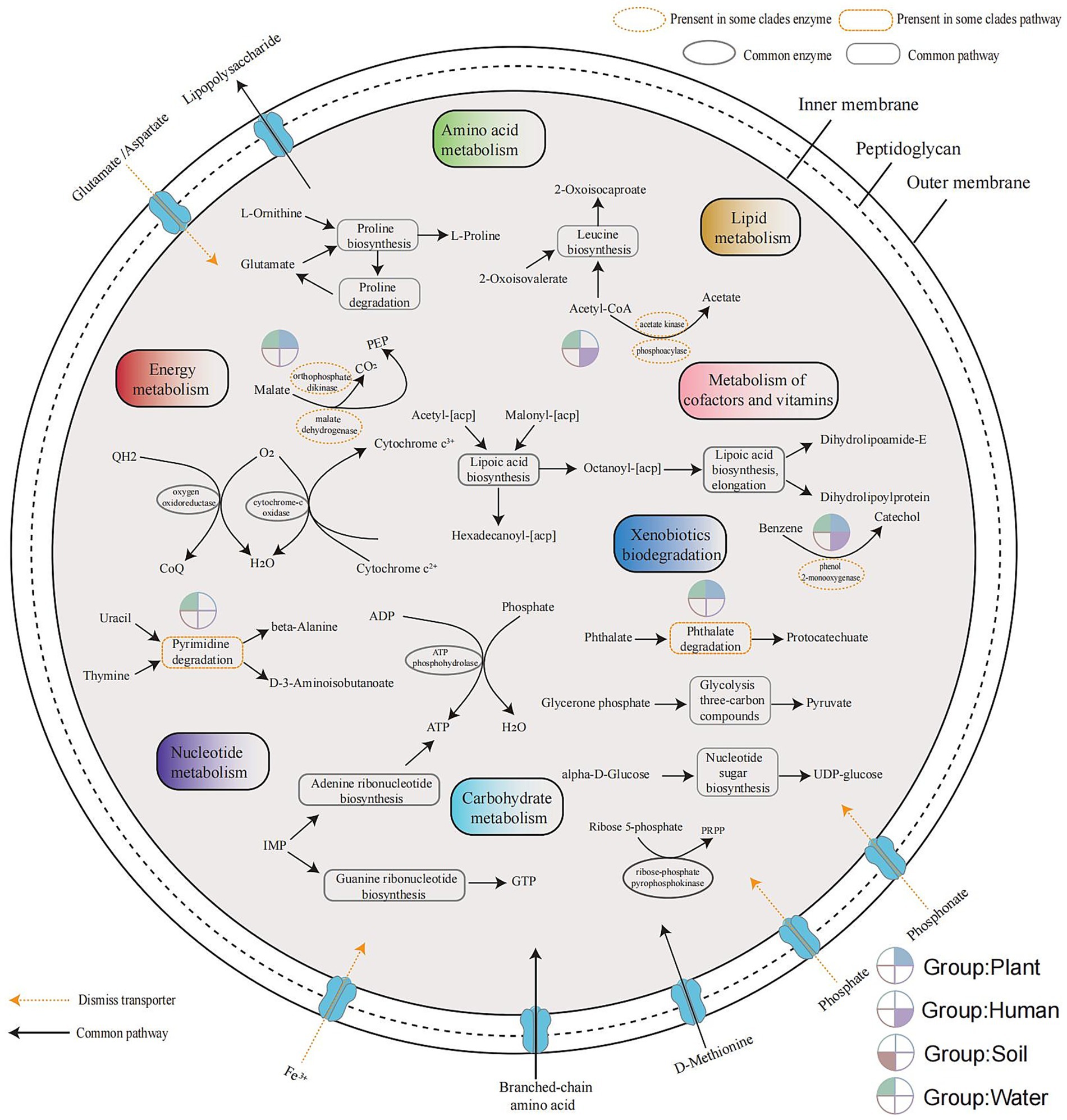Diagram of microbial metabolism pathways within a cell, labeled under different categories such as amino acid, lipid, nucleotide metabolism, and xenobiotics biodegradation. Arrows indicate reactions and pathways, with enzymes and pathways marked by different shapes. Transporters on the membrane are illustrated, and pie charts represent presence in plant, human, soil, and water groups. The outer membrane, peptidoglycan layer, and inner membrane are labeled.