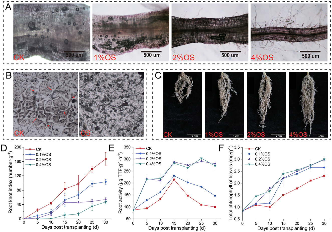 Panel A displays root sections at different concentrations of OS (1%, 2%, and 4%) and a control (CK), with each section showing structural variations. Panel B shows microscopic views of root knots in CK and OS treatments. Panel C presents root systems at varying OS concentrations and CK. Charts D, E, and F illustrate the root knot index, root activity, and total chlorophyll of leaves over 30 days, comparing CK with 0.1%, 0.2%, and 0.4% OS treatments, indicating treatment effects on plant development.