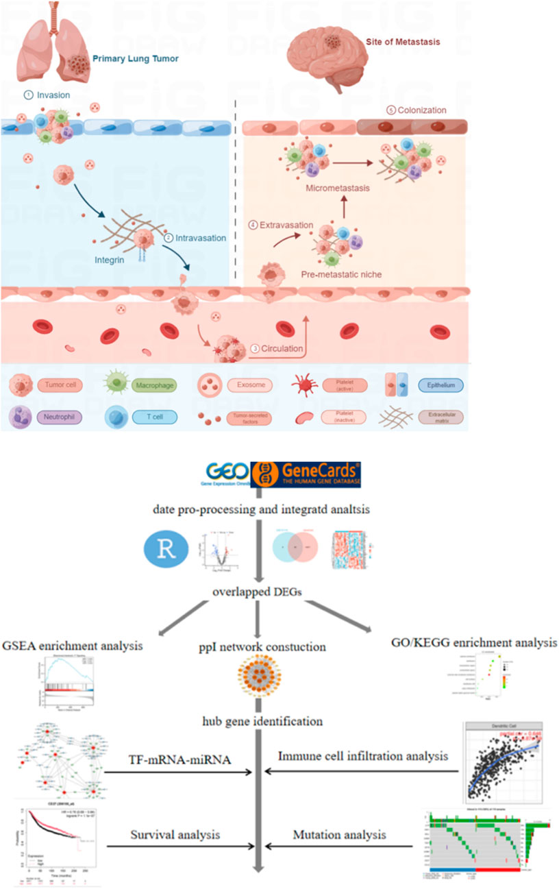 Illustration of lung cancer metastasis and data analysis. The top panel shows the process of metastasis from a primary lung tumor to a brain site, highlighting steps like invasion, intravasation, circulation, and colonization. The bottom diagram outlines bioinformatics data analysis using GEO and GeneCards, detailing processes like enrichment analysis, network construction, hub gene identification, immune cell infiltration, and mutation analysis.