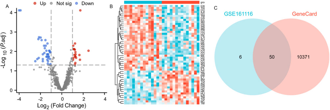 Volcano plot (A) shows gene expression with upregulated (red), downregulated (blue), and not significant (grey) genes. Heat map (B) displays gene expression levels, with clustering. Venn diagram (C) shows overlap between GSE161116 and GeneCard datasets, with 50 common genes.