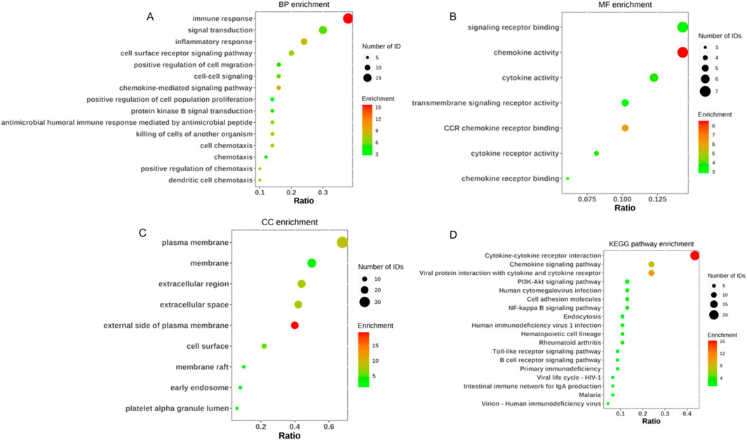 Four scatter plots labeled A to D depict enrichment analyses. Plot A shows Biological Process (BP) enrichment with