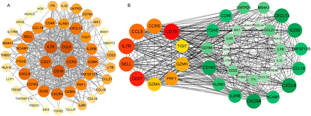 Network diagrams labeled A and B showing interconnected nodes representing genes or proteins. Nodes are colored from light yellow to dark red, indicating different levels of expression or importance. Lines denote interactions between nodes, with a dense cluster on the left in diagram A and another on the right in diagram B.