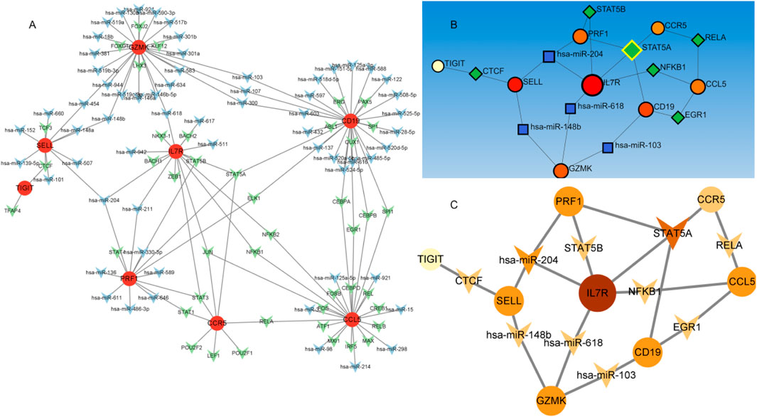 Network diagrams labeled A, B, and C illustrating molecular interactions among genes, microRNAs, and transcription factors. Nodes represent different molecules such as genes (red circles), microRNAs (green triangles), and transcription factors (blue squares). Lines denote interactions between them, with arrows indicating directionality. Varying node sizes and line thicknesses suggest differing interaction strengths or importance between elements in the networks.