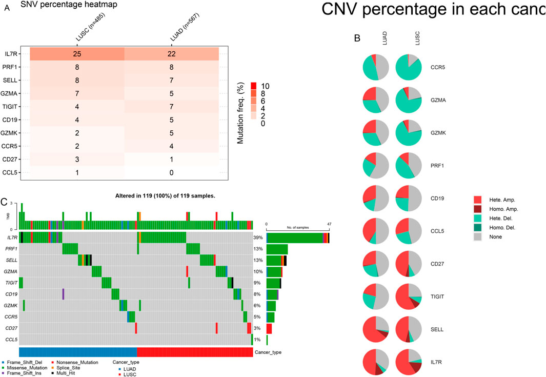Heatmap and graphs depicting mutation and CNV data in cancer samples. Panel A shows an SNV percentage heatmap for LUSC and LUAD with IL7R mutation frequencies. Panel B features pie charts of CNV percentages in each cancer type for various genes. Panel C presents a mutation profile overview with data on mutation types and cancer types represented by different colors.