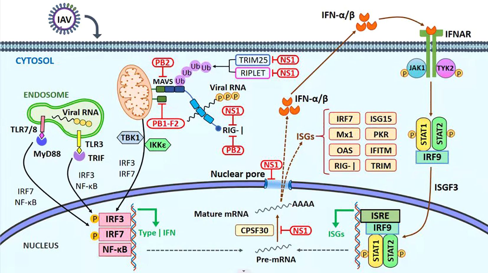 Diagram illustrating the induction of type I interferon (IFN) expression during influenza A virus infection. It shows the interaction of viral RNA with cellular components like TLR7/8, TLR3, and RIG-I, leading to activation of signaling pathways involving IRF3, IRF7, and NF-κB. These pathways stimulate the production of type I IFNs, which interact with IFN receptors (IFNAR) to activate JAK1 and TYK2, further leading to the activation of ISGF3 and expression of ISGs. The figure includes various proteins and viral inhibitors such as NS1 and PB2 that interact at different stages of the process.