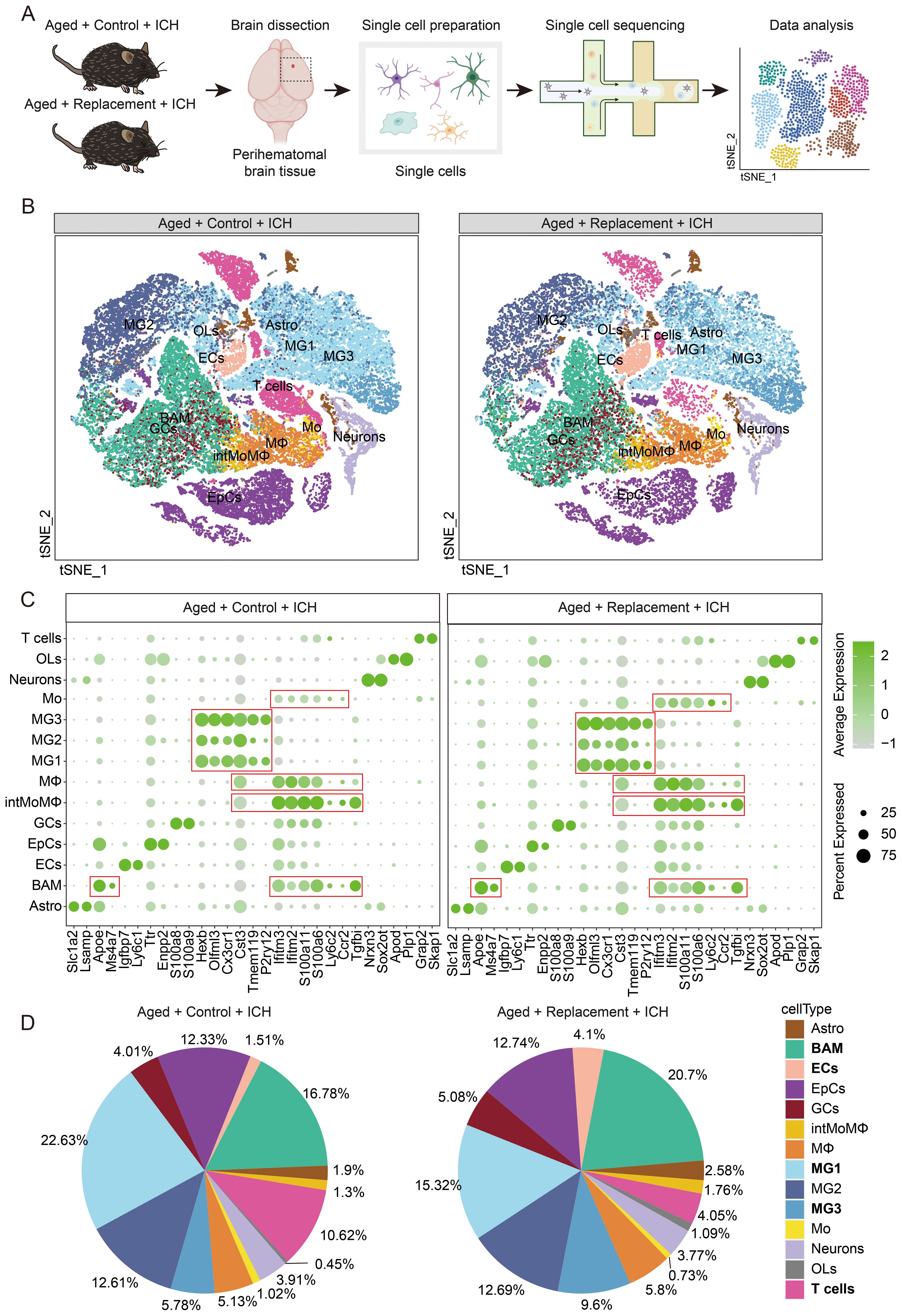 Diagram illustrating a study on brain tissue following intracerebral hemorrhage (ICH) in aged mice. Part A shows the process: dissection of perhematomal tissue, single-cell preparation, sequencing, and data analysis. Part B contains tSNE plots comparing cell types in aged control and replacement groups post-ICH. Part C presents dot plots indicating gene expression levels across different cell types in both groups. Part D features pie charts depicting the proportion of various cell types in aged control and replacement groups. The study examines the cellular composition and gene expression changes due to experimental conditions.