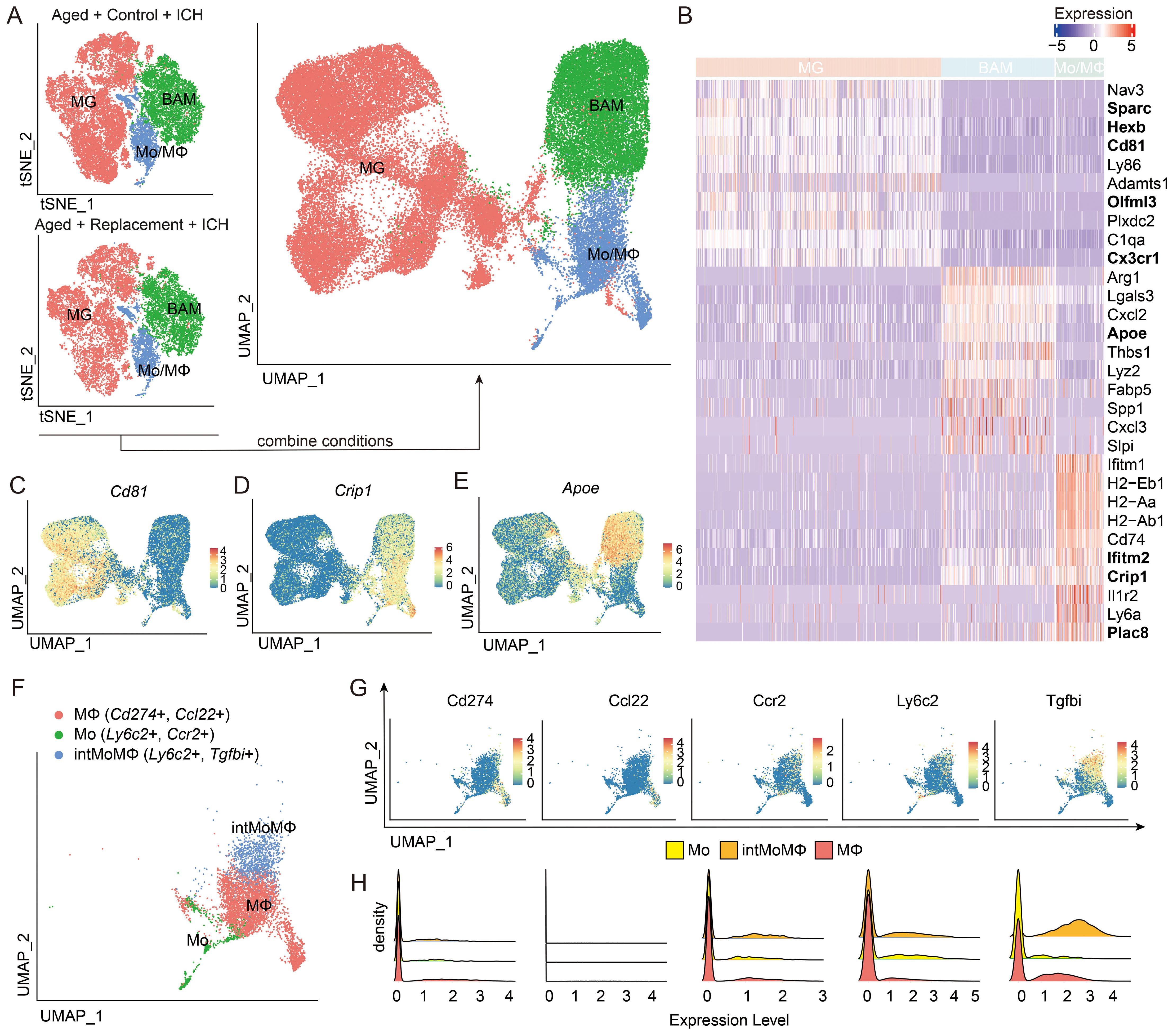 Composite image of single-cell data visualizations. Panel A shows t-SNE and UMAP plots of microglial and macrophage populations under different conditions, labeled MG, BAM, Mo/MΦ. Panel B features a heatmap of gene expression, with genes like Cd81, Crip1, and Apoe highlighted. Panels C, D, and E display UMAP plots for Cd81, Crip1, and Apoe expression. Panel F is a UMAP plot with macrophage populations labeled by markers. Panel G shows expression gradients for markers like Cd274 and Ccl22 on UMAP plots. Panel H presents density plots of expression levels across macrophage populations.