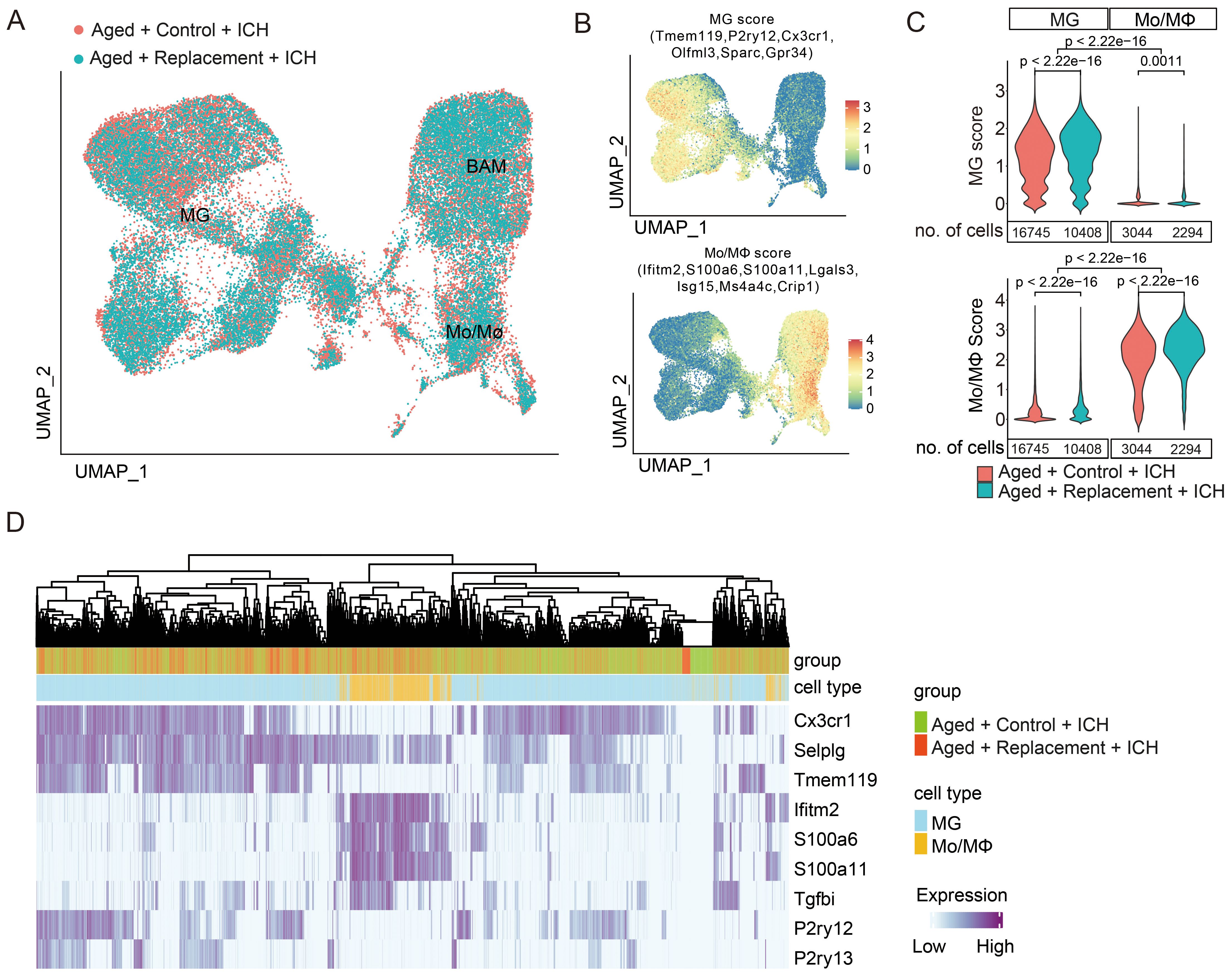 A panel with four sections depicting data analysis on cell types and gene expression. Panel A shows a UMAP scatter plot comparing aged individuals with and without replacement treatment, highlighting MG (microglia) and Mo/Mφ (monocyte/macrophage) clusters. Panel B presents UMAP plots colored by MG and Mo/Mφ scores, with associated gene markers. Panel C illustrates violin plots showing MG and Mo/Mφ scores, highlighting significant differences between groups in cell counts and scores. Panel D features a heatmap with hierarchical clustering of gene expression levels across conditions, indicating varying expression levels in different groups and cell types.