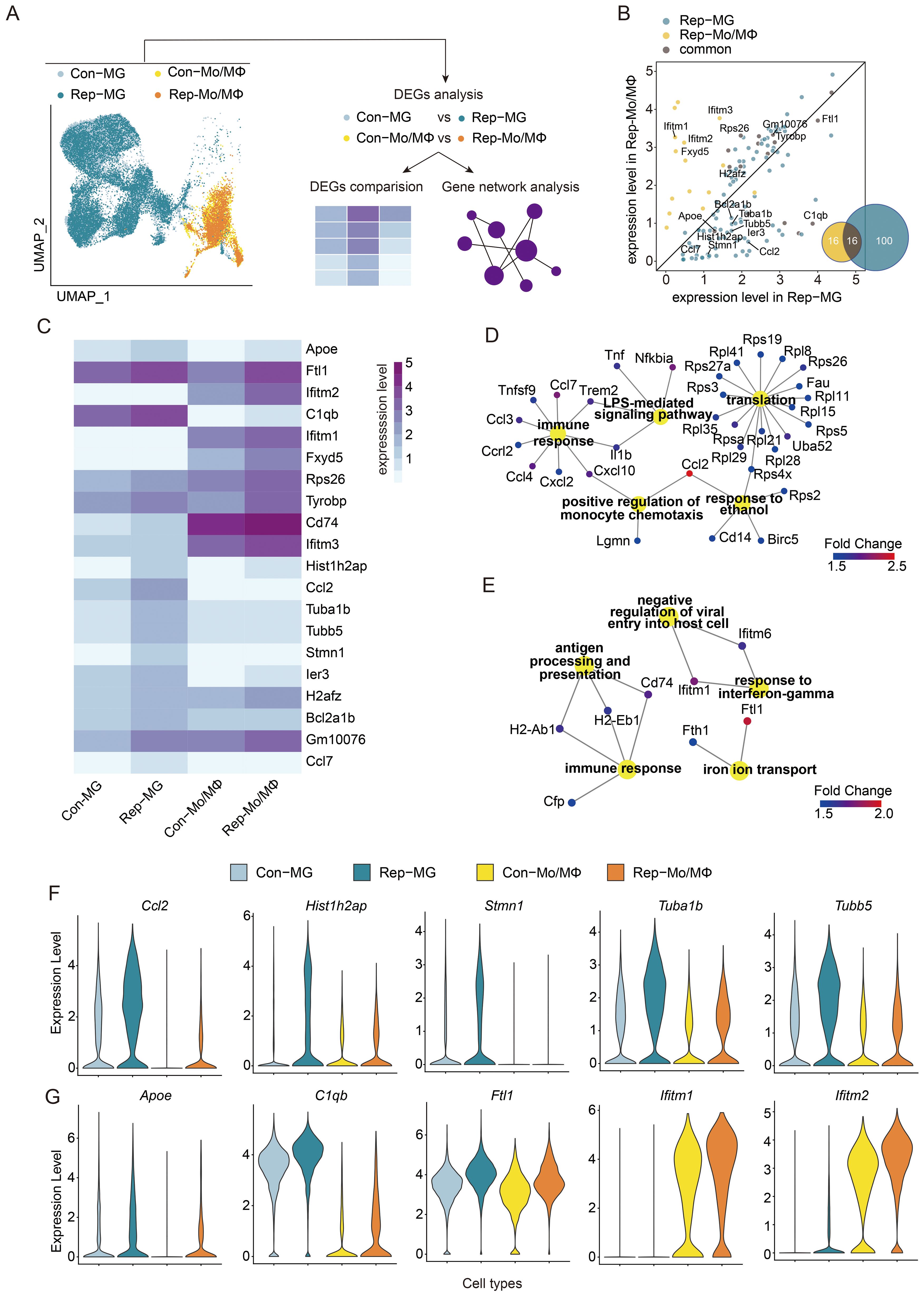 A multi-panel scientific image showing gene expression data analysis. Panel A depicts a UMAP clustering of four groups: Con-MG, Rep-MG, Con-Mo/MΦ, and Rep-Mo/MΦ, with an analysis workflow. Panel B presents a scatter plot comparing expression levels in Rep-Mo/MΦ and Rep-MG, with a Venn diagram showing common genes. Panel C is a heatmap of gene expression levels across the four groups. Panel D and E feature gene network diagrams highlighting different pathways and fold changes. Panel F and G display violin plots of expression levels for various genes across cell types.