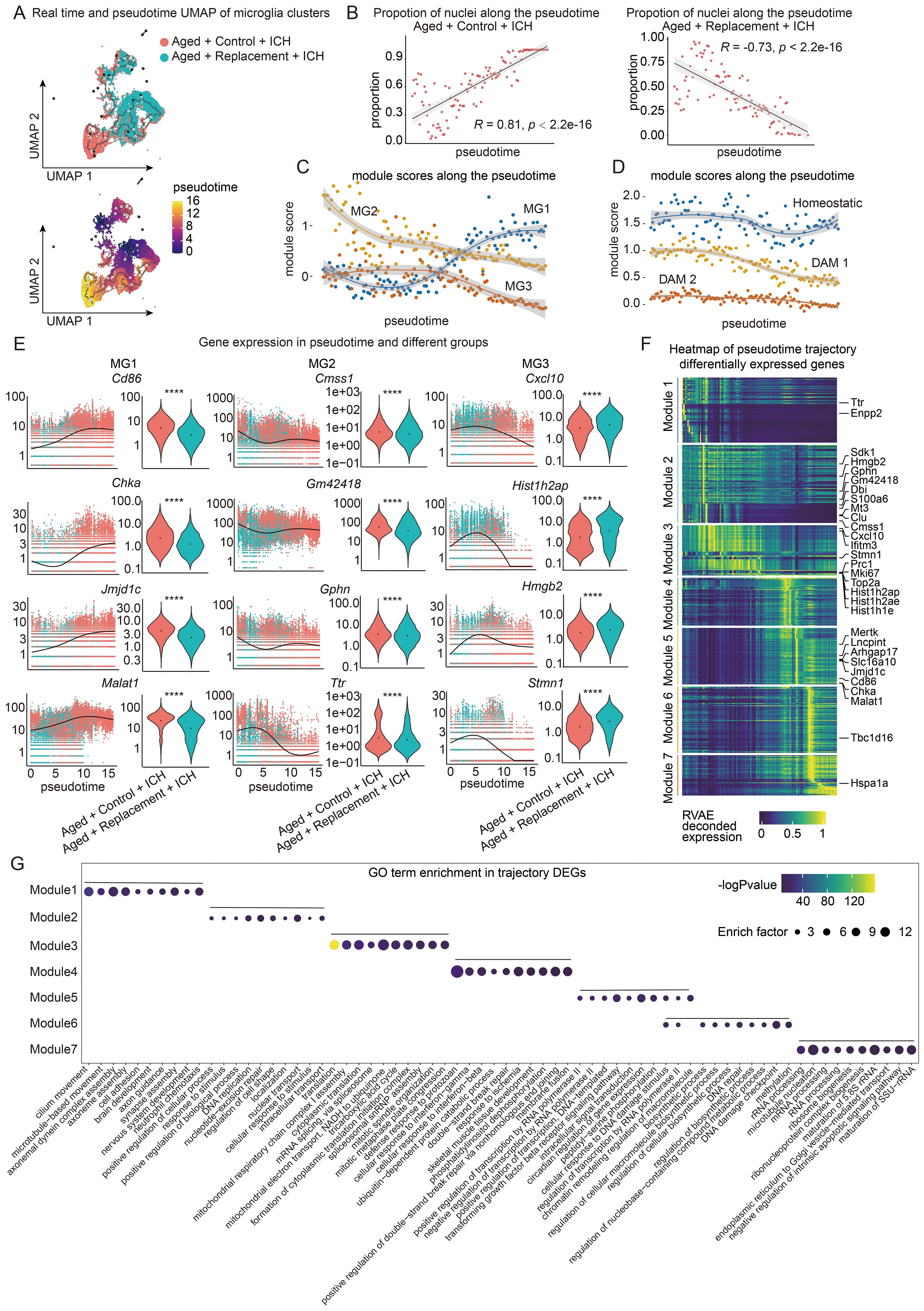 Visualization of microglia cluster analysis showing UMAP projections, pseudotime trajectories, module scores, gene expression, and heatmaps. Panels include UMAP plots of microglia clusters (A), graphs of pseudotime proportions and module scores (B, C, D), violin plots of gene expression across groups (E), heatmaps of differentially expressed genes (F), and a gene ontology enrichment analysis (G). Each panel illustrates various aspects of pseudotime progression, gene expression, and functional enrichment related to microglial response patterns.