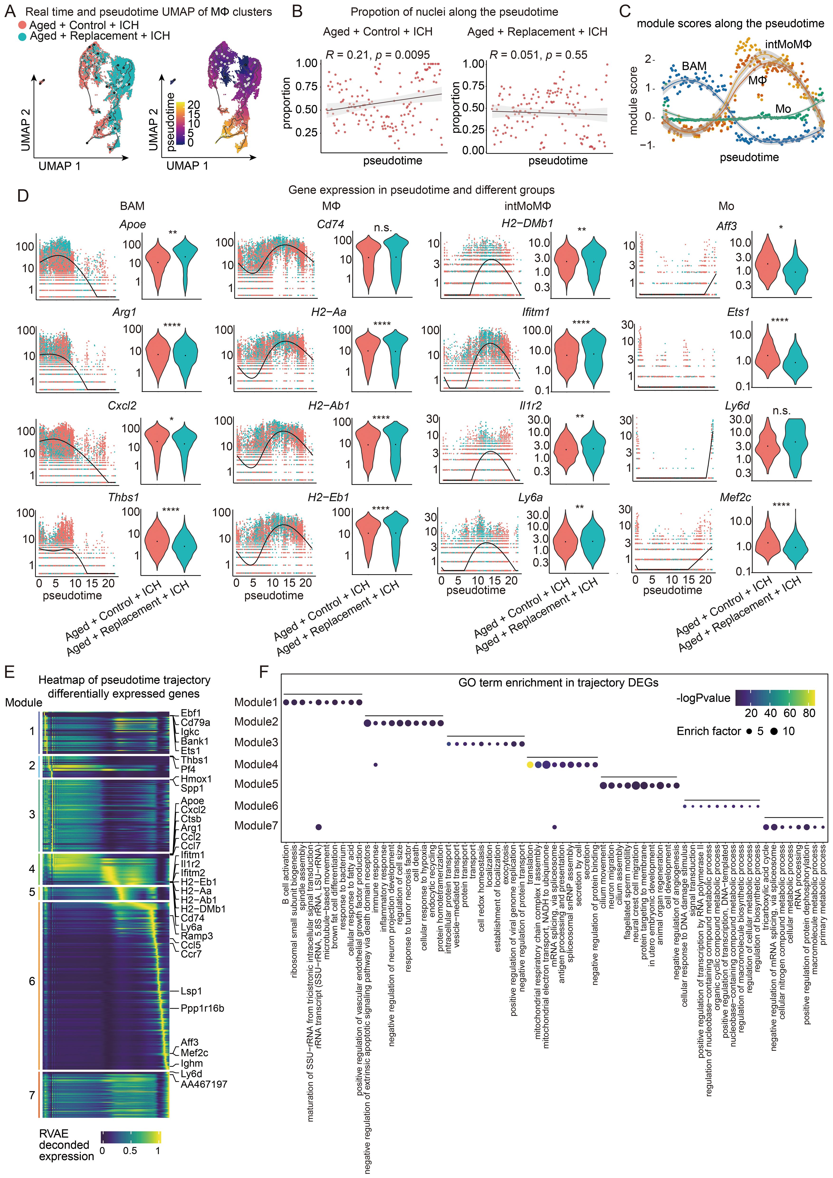 Collection of graphs analyzing macrophage clusters and gene expression in relation to intracerebral hemorrhage (ICH). Panel A shows UMAP visualizations for macrophage clusters. Panel B presents scatter plots of nuclei proportions versus pseudotime for different conditions. Panel C displays module scores along the pseudotime. Panel D contains plots of gene expression for specific genes across different groups. Panel E is a heatmap of differentially expressed genes along the pseudotime trajectory. Panel F illustrates gene ontology (GO) term enrichment for differentially expressed genes, with a color gradient indicating significance and circle size representing enrich factor.