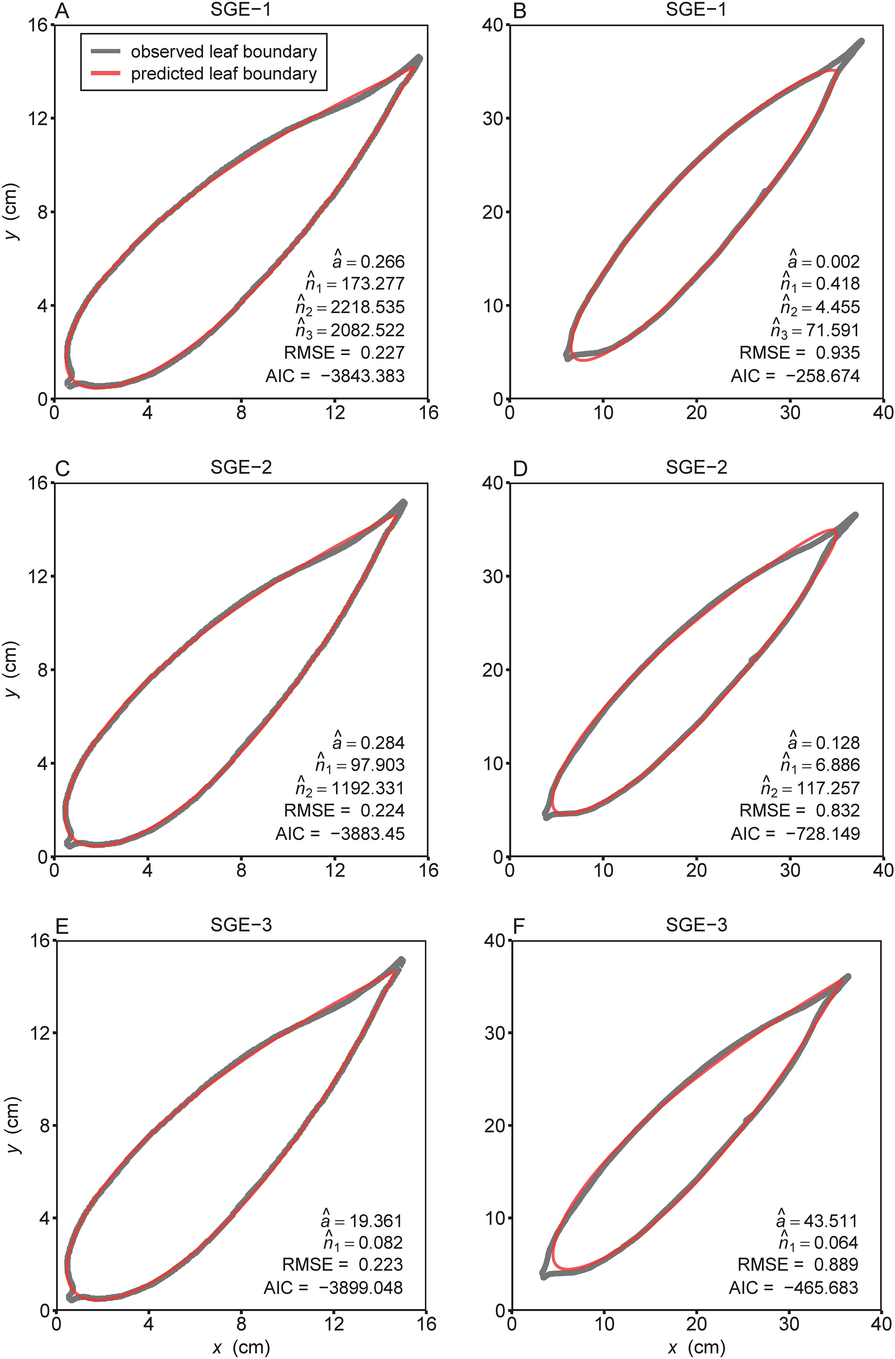 Six graphs (A to F) compare observed and predicted leaf boundaries for SGE models. Each graph plots coordinates and includes RMSE and AIC values, depicting leaf shape accuracy. Graphs A, C, and E display larger leaves on a smaller scale, while B, D, and F show more elongated leaves on a larger scale.