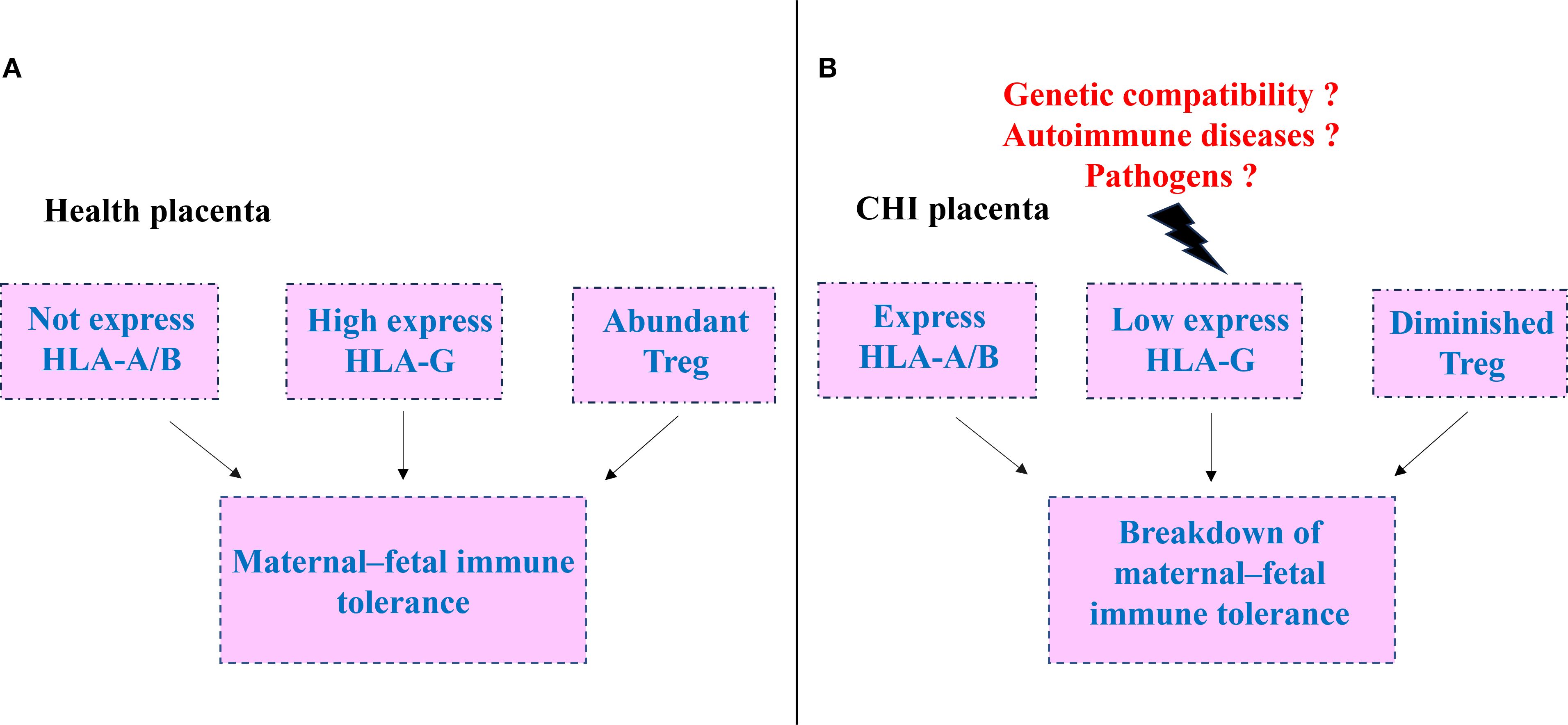 Diagram comparing healthy and CHI placentas. Panel A shows a healthy placenta with non-expressed HLA-A/B, high HLA-G expression, and abundant Treg, leading to maternal-fetal immune tolerance. Panel B displays a CHI placenta with expressed HLA-A/B, low HLA-G expression, and diminished Treg, leading to a breakdown of maternal-fetal immune tolerance. Factors like genetic compatibility, autoimmune diseases, and pathogens are queried as influences in CHI.