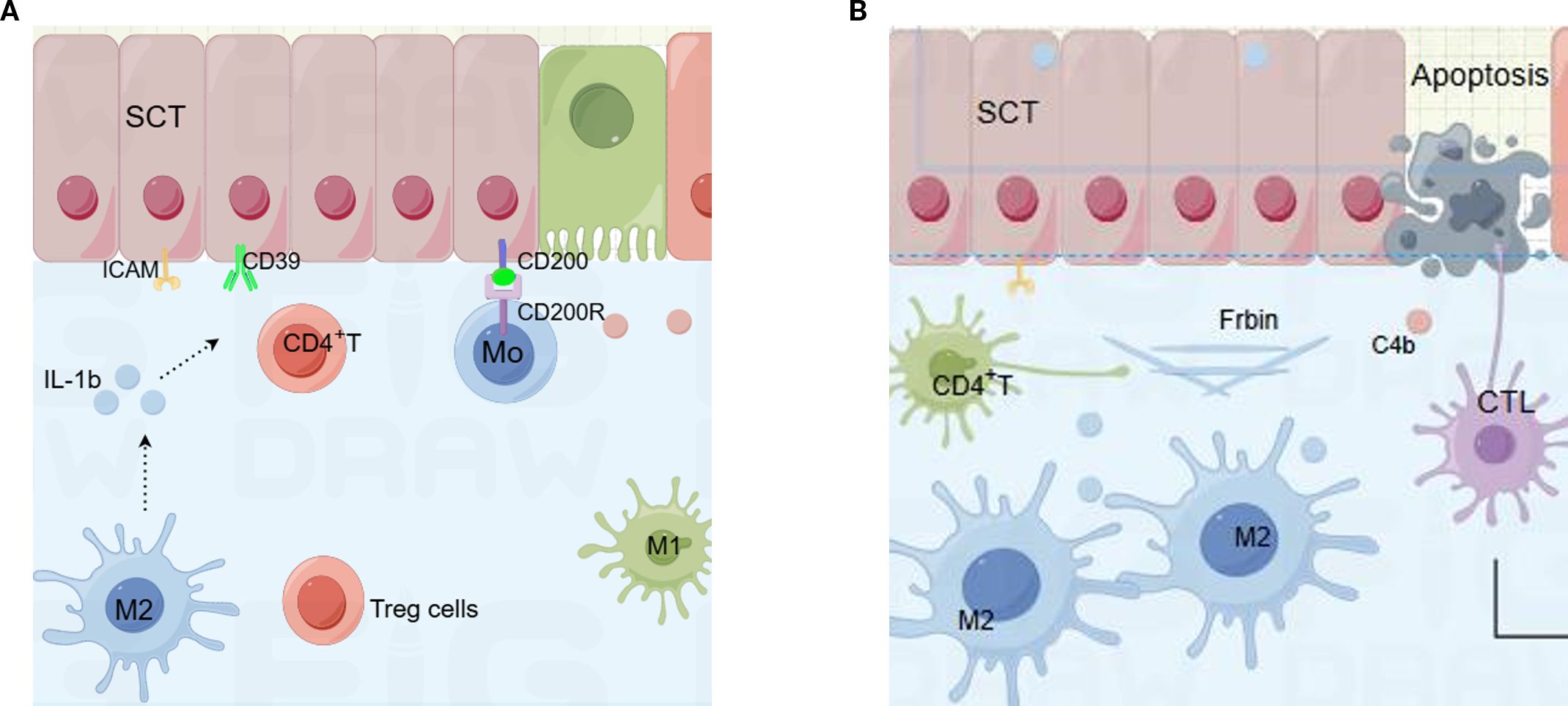 Diagram showing two panels labeled A and B depicting immune interactions. Panel A includes elements such as SCT, ICAM, CD39, CD200, CD200R, Mo, IL-1b, CD4+ T cells, M2 macrophages, M1 macrophages, and Treg cells. Panel B shows SCT, apoptosis, Frbin, C4b, CD4+ T cells, M2 macrophages, and CTL. Each panel illustrates different cellular interactions and molecular pathways involved in immune response.